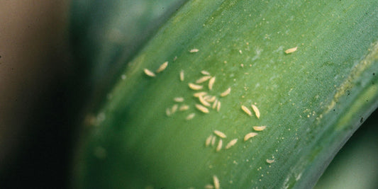 Comment lutter efficacement contre les thrips ?