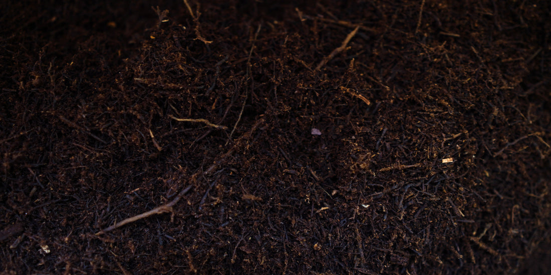 Tout savoir sur le Tree Fern : un l'élément clé pour mes Anthurium