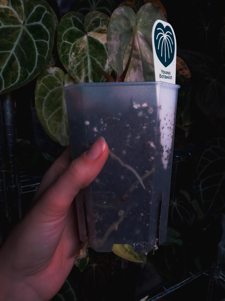 Anthurium Papilllaminum variegated x Carlablackiae