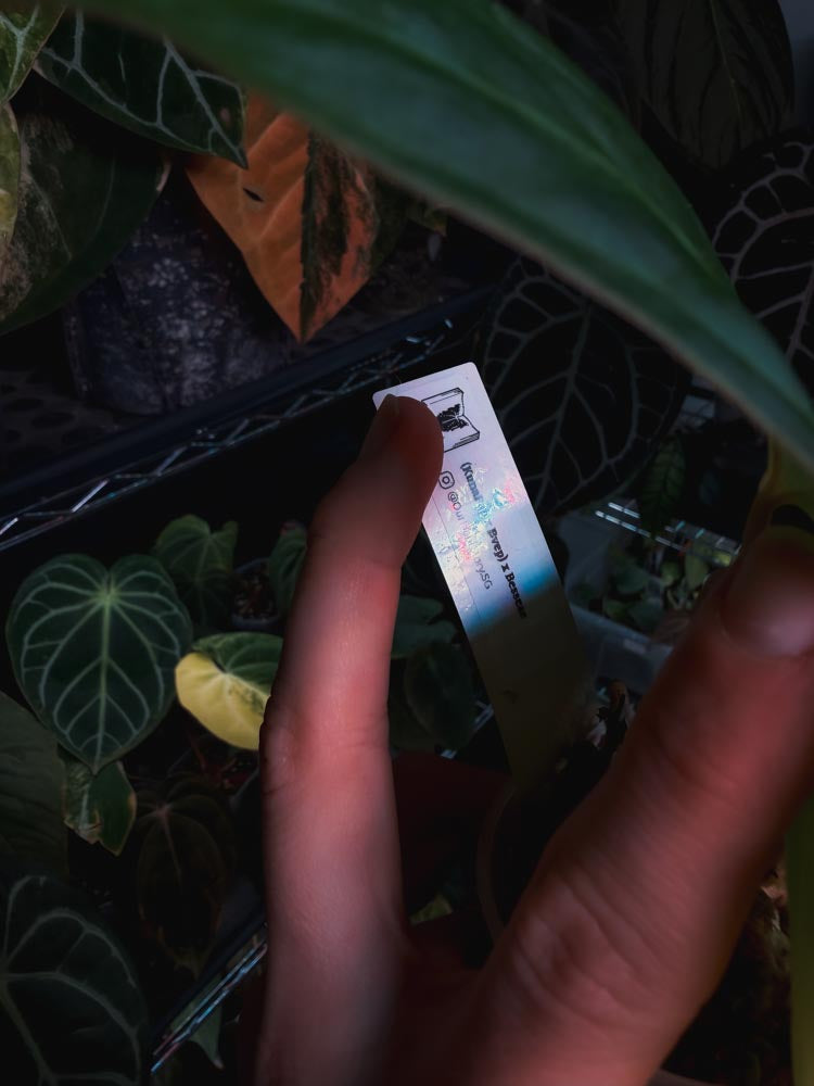 Anthurium (kunayalense papillilaminum x BVEP) x Besseae - OurPlantStory