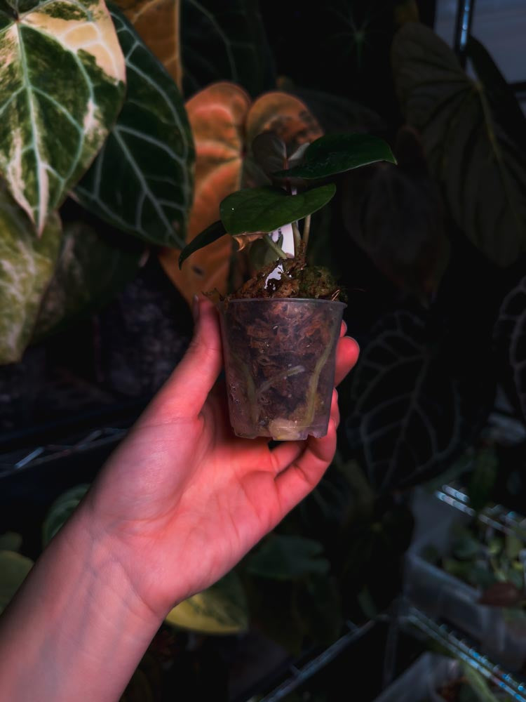 Anthurium (FSRL x BVEP) x Luxurians - OurPlantStory