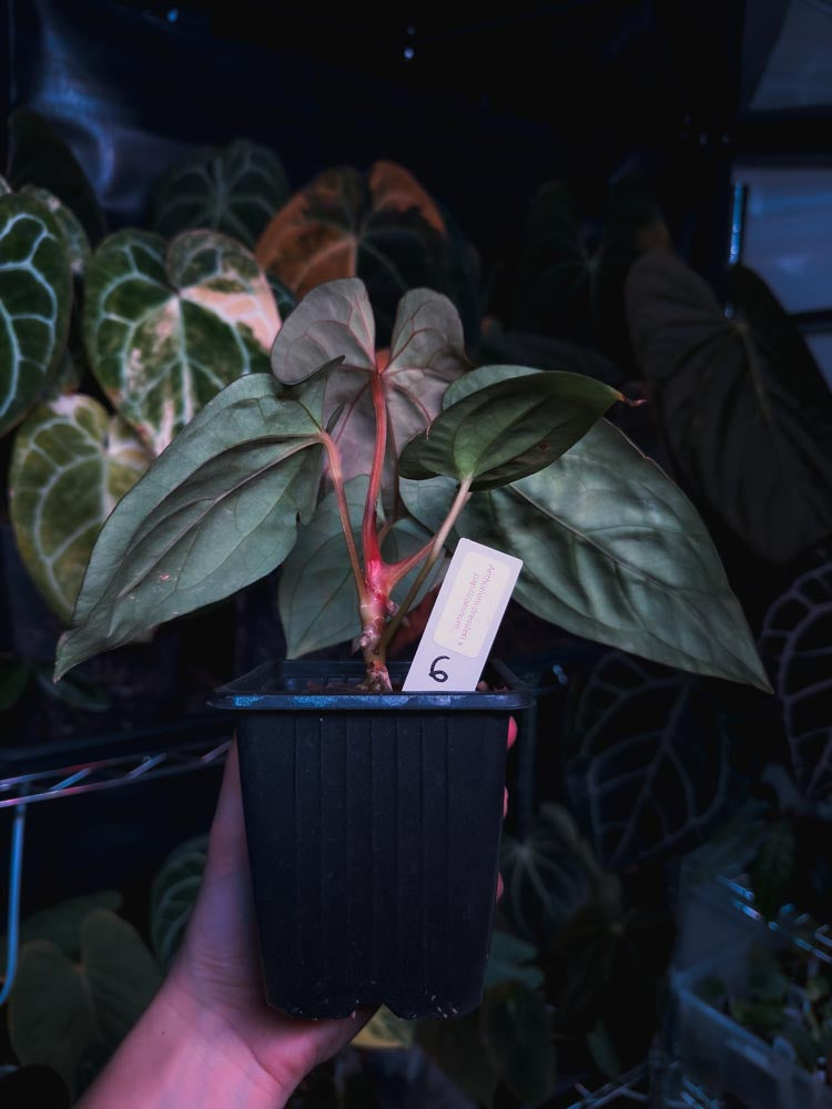 Anthurium dressleri x papillilaminum