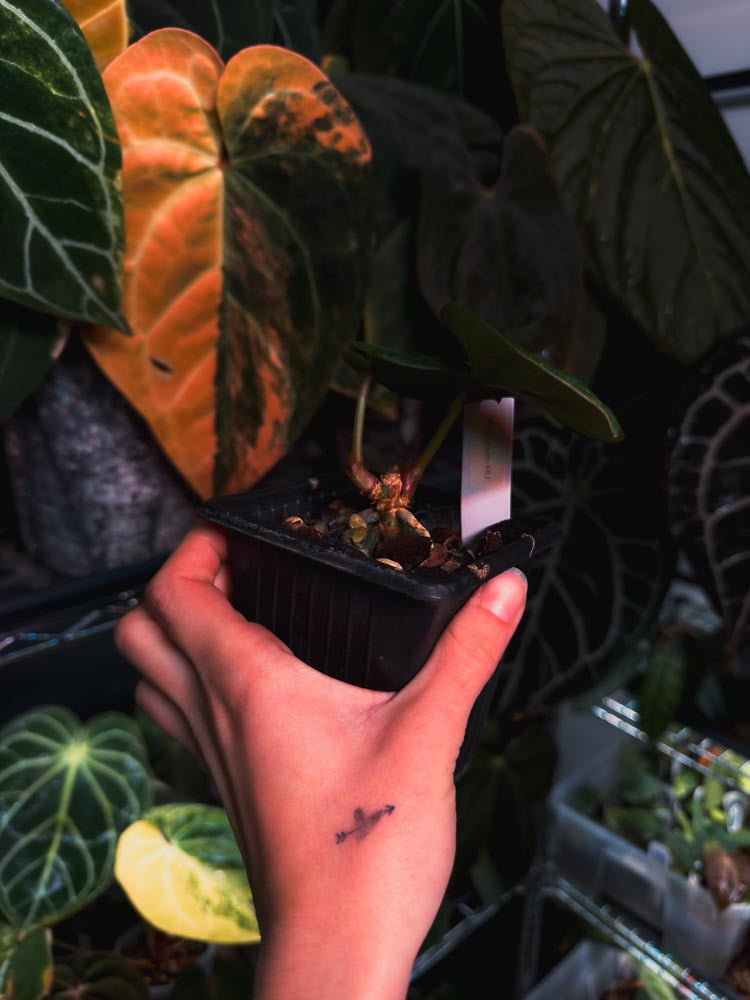 Anthurium King of Spades (KOS ou HU)