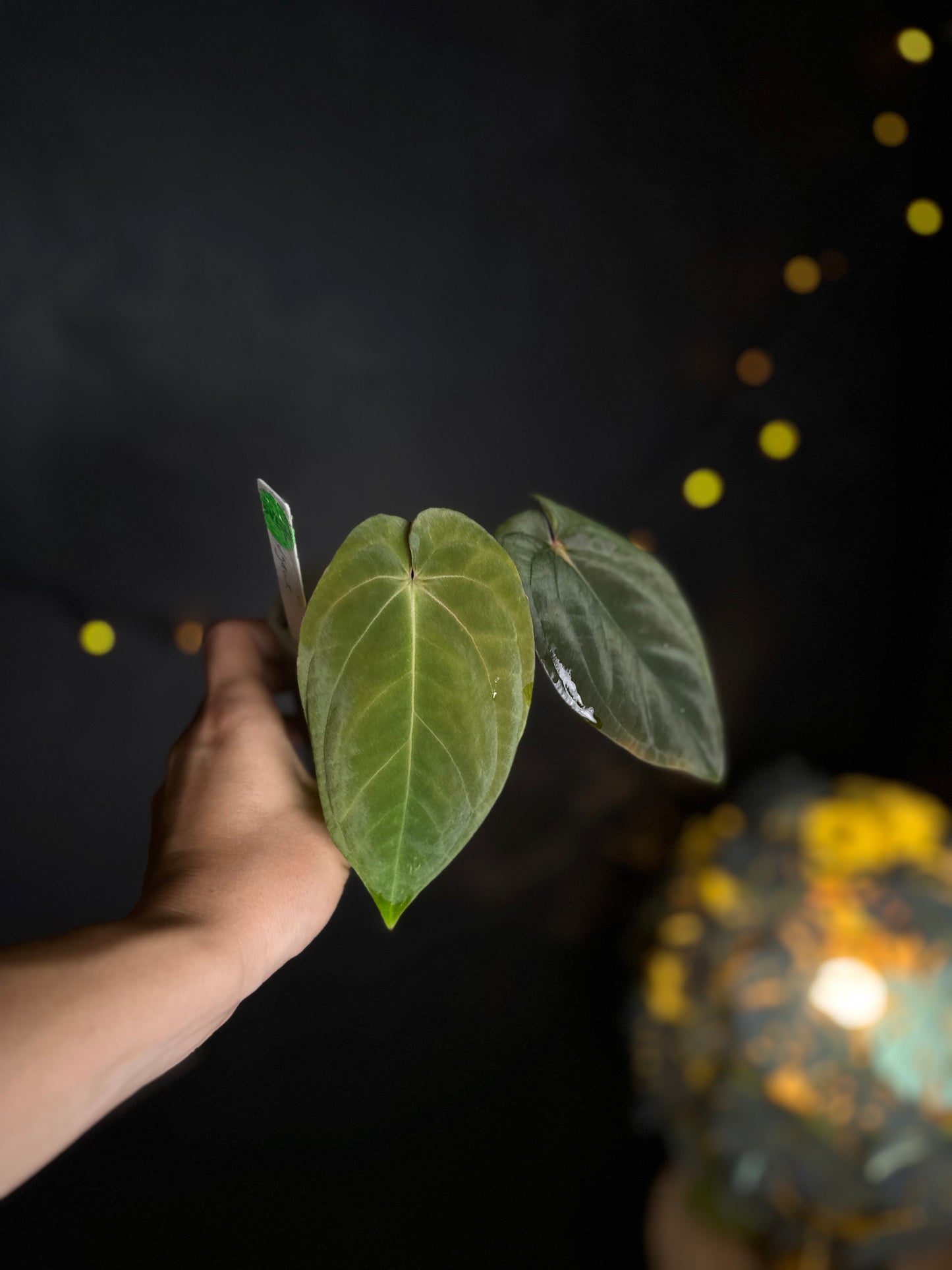Anthurium Antalokii / BVEP S3 x OG1 - Scott Cohen