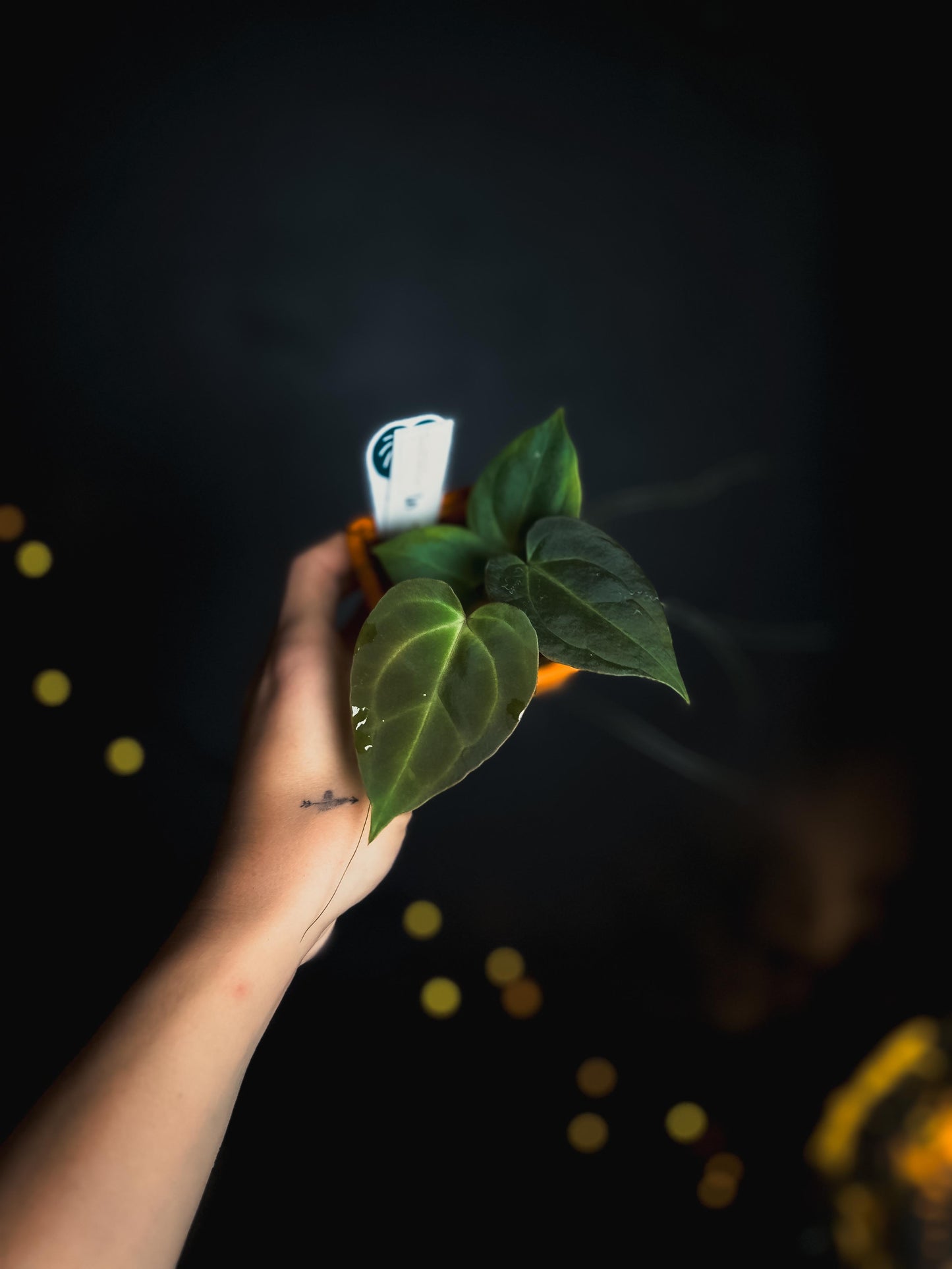 Anthurium 'HÉRA' (Besseae aff round form x Papillilaminum hybrid)