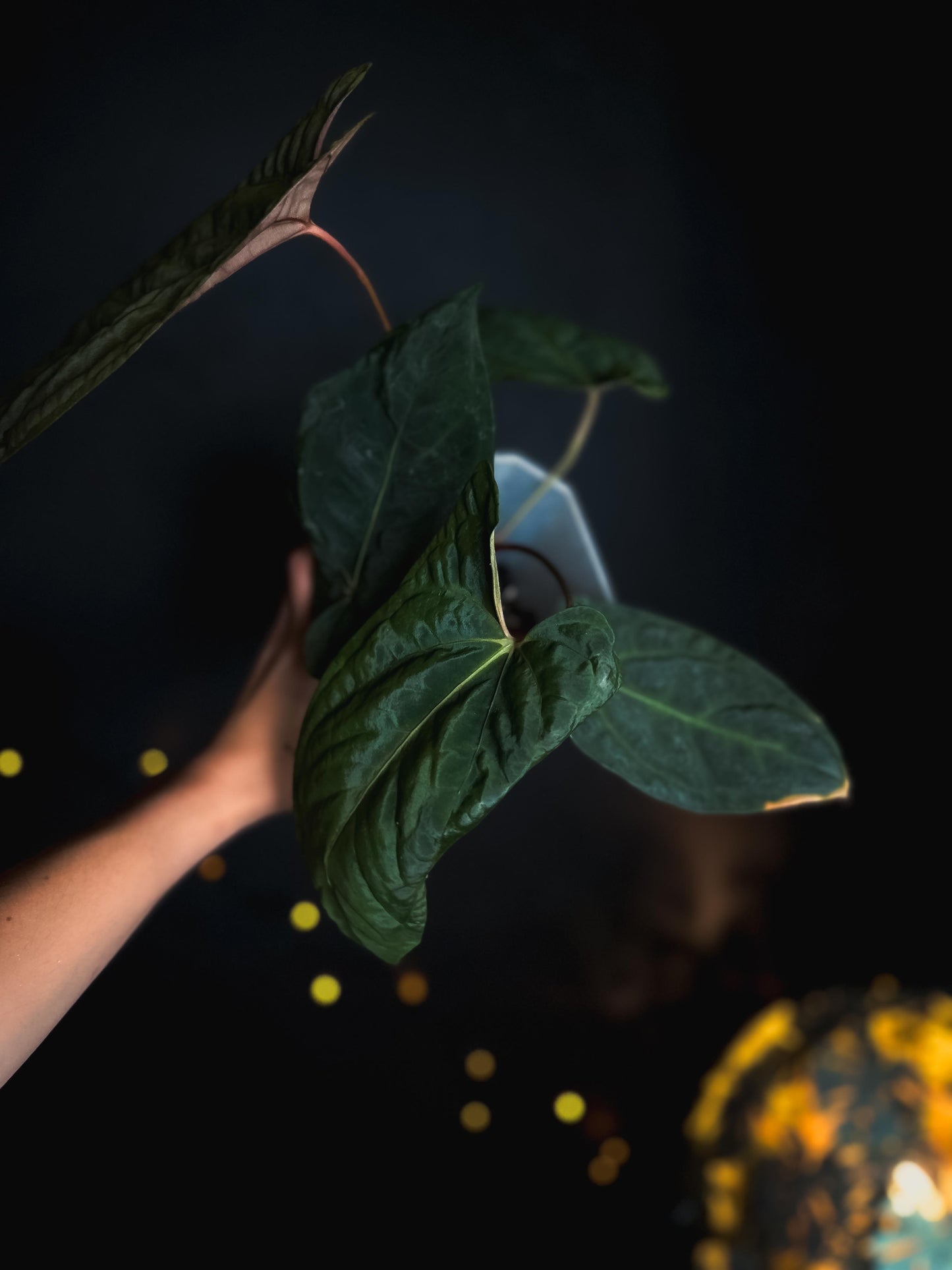 Anthurium Mahameru