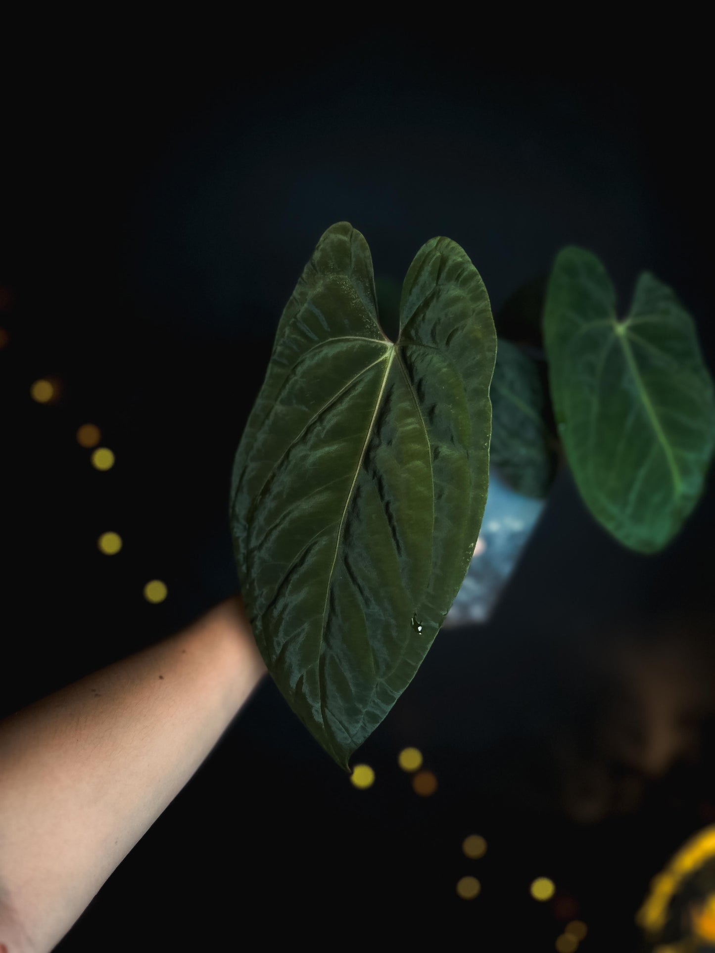 Anthurium Mahameru