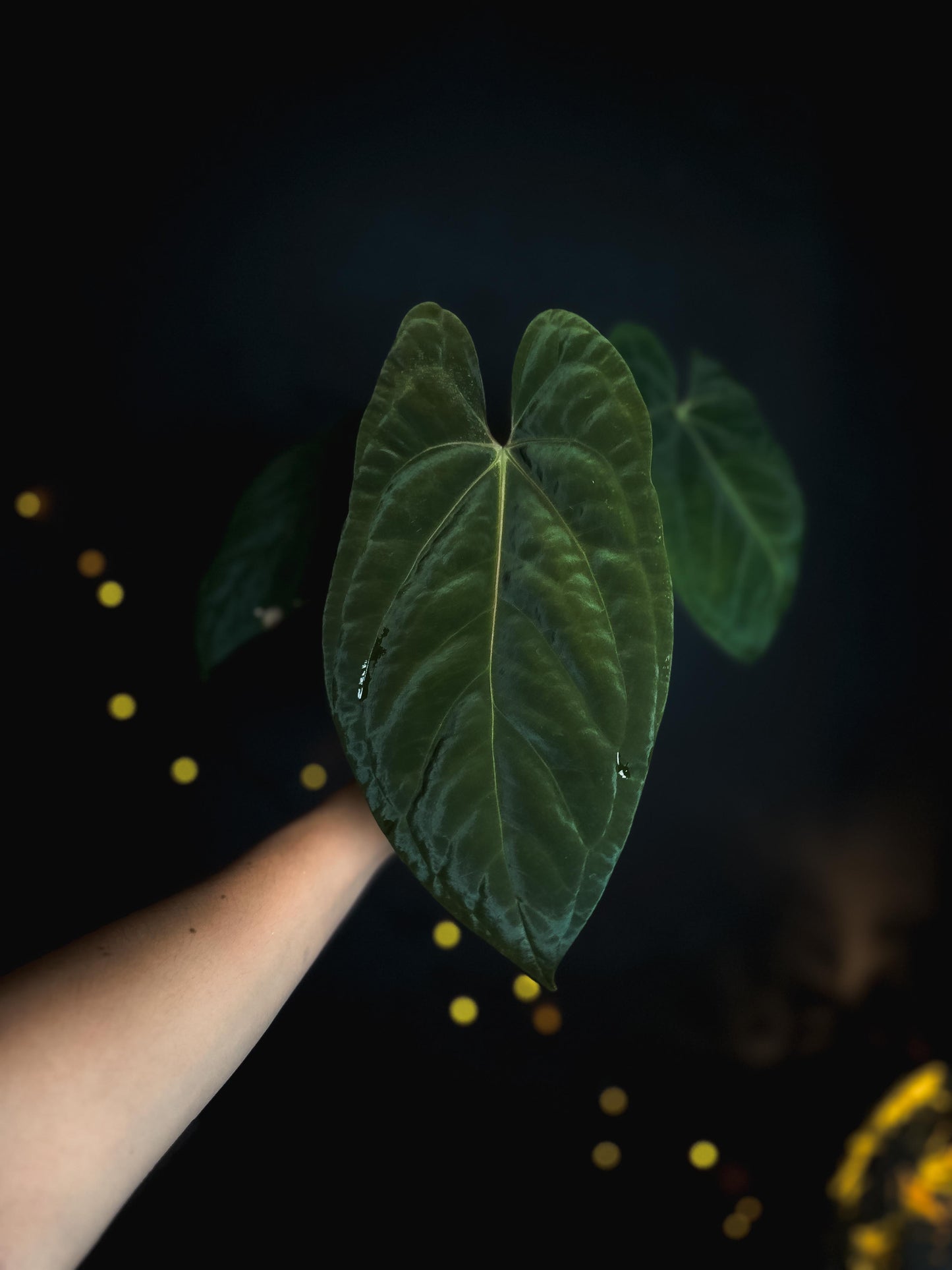 Anthurium Mahameru