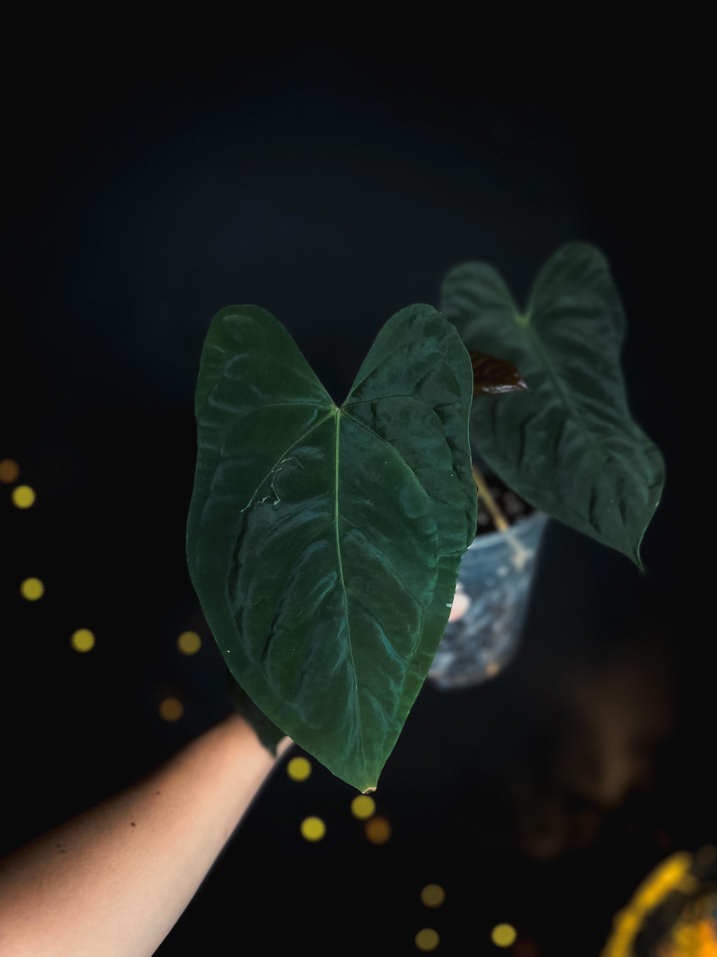 Anthurium Mahameru