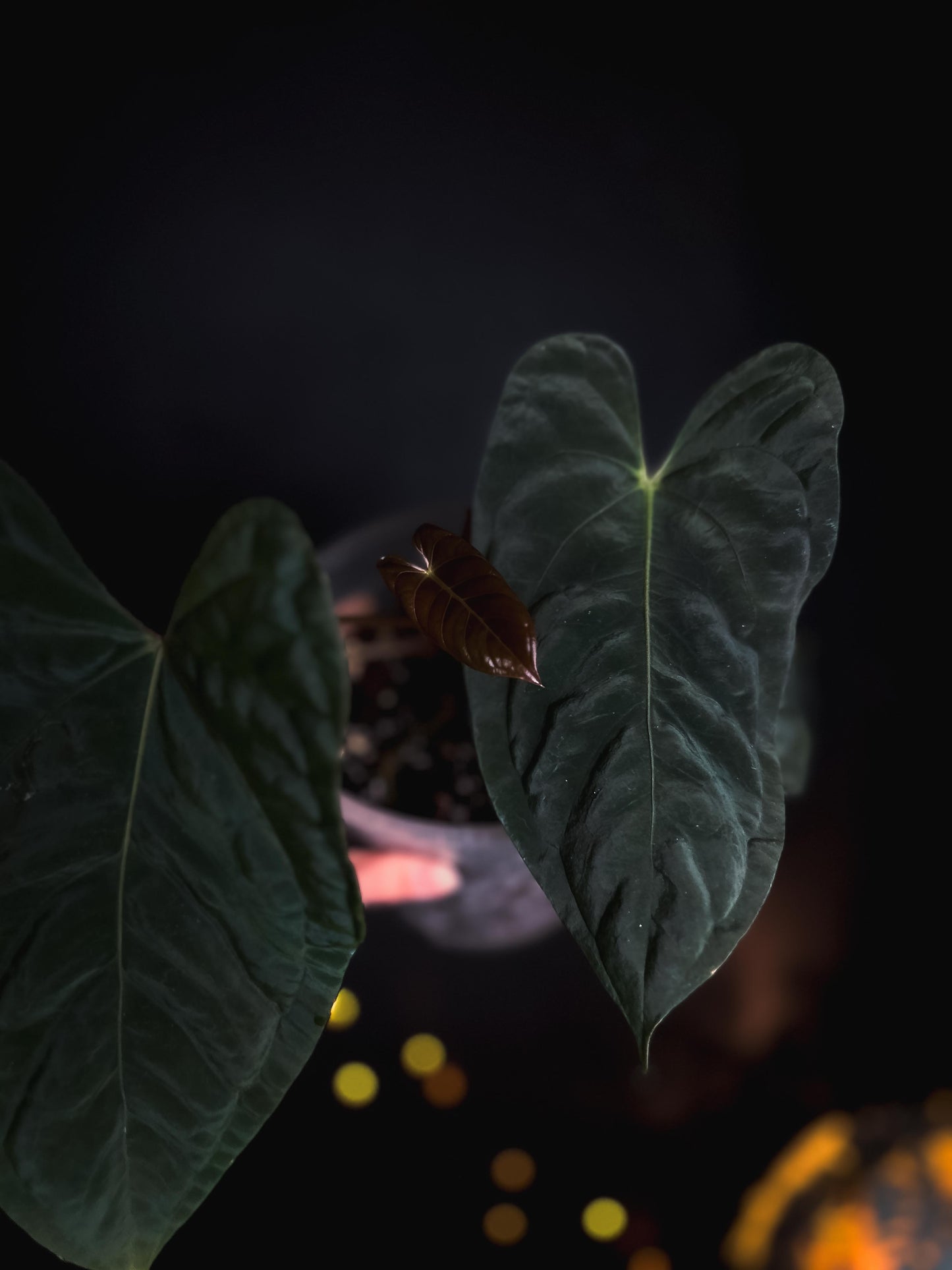 Anthurium Mahameru