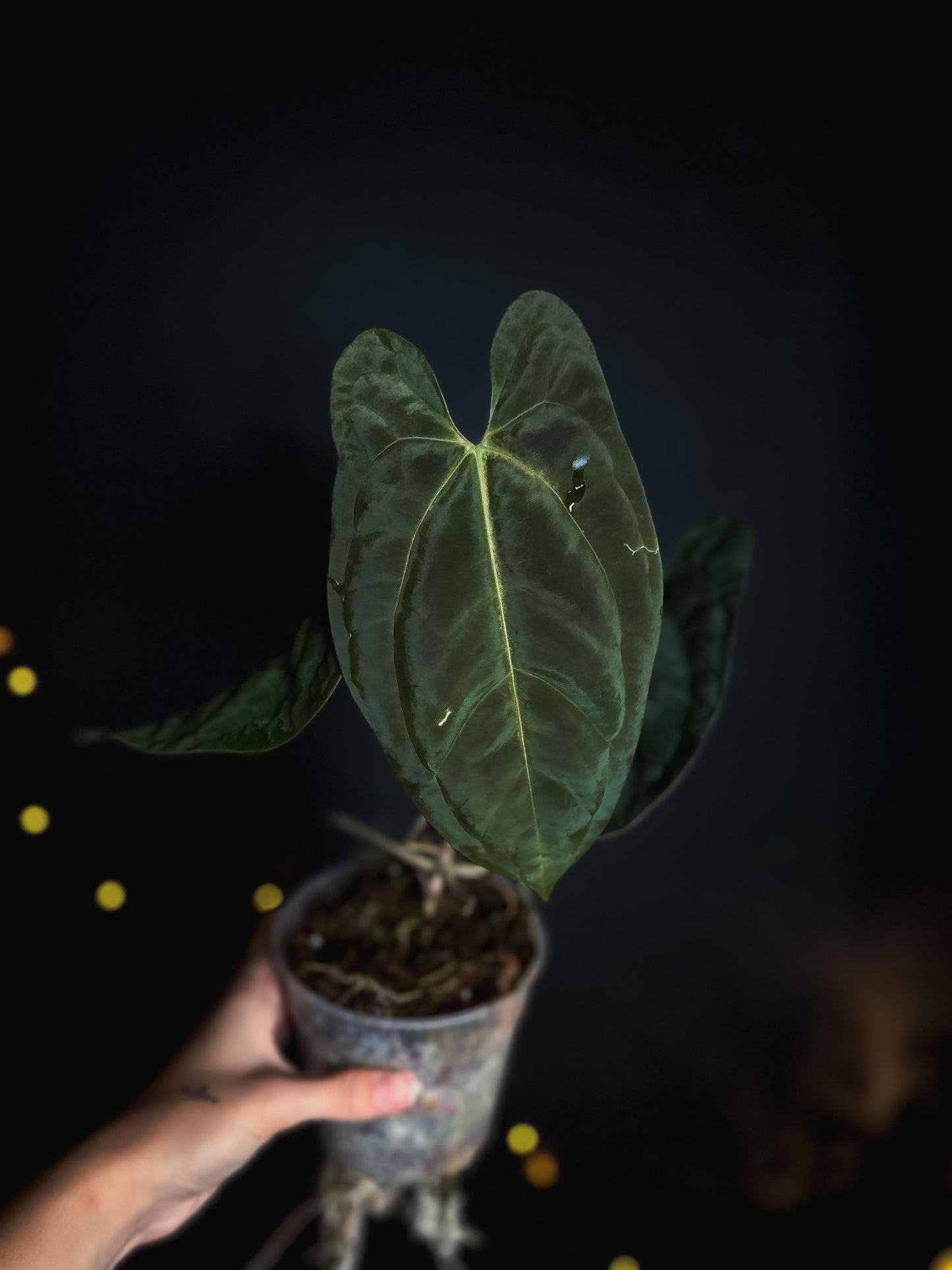Anthurium Mahameru