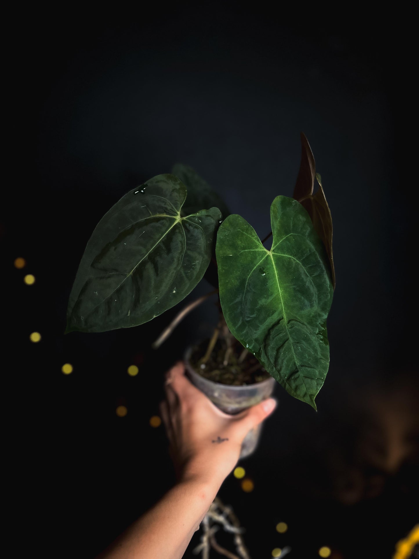 Anthurium Mahameru