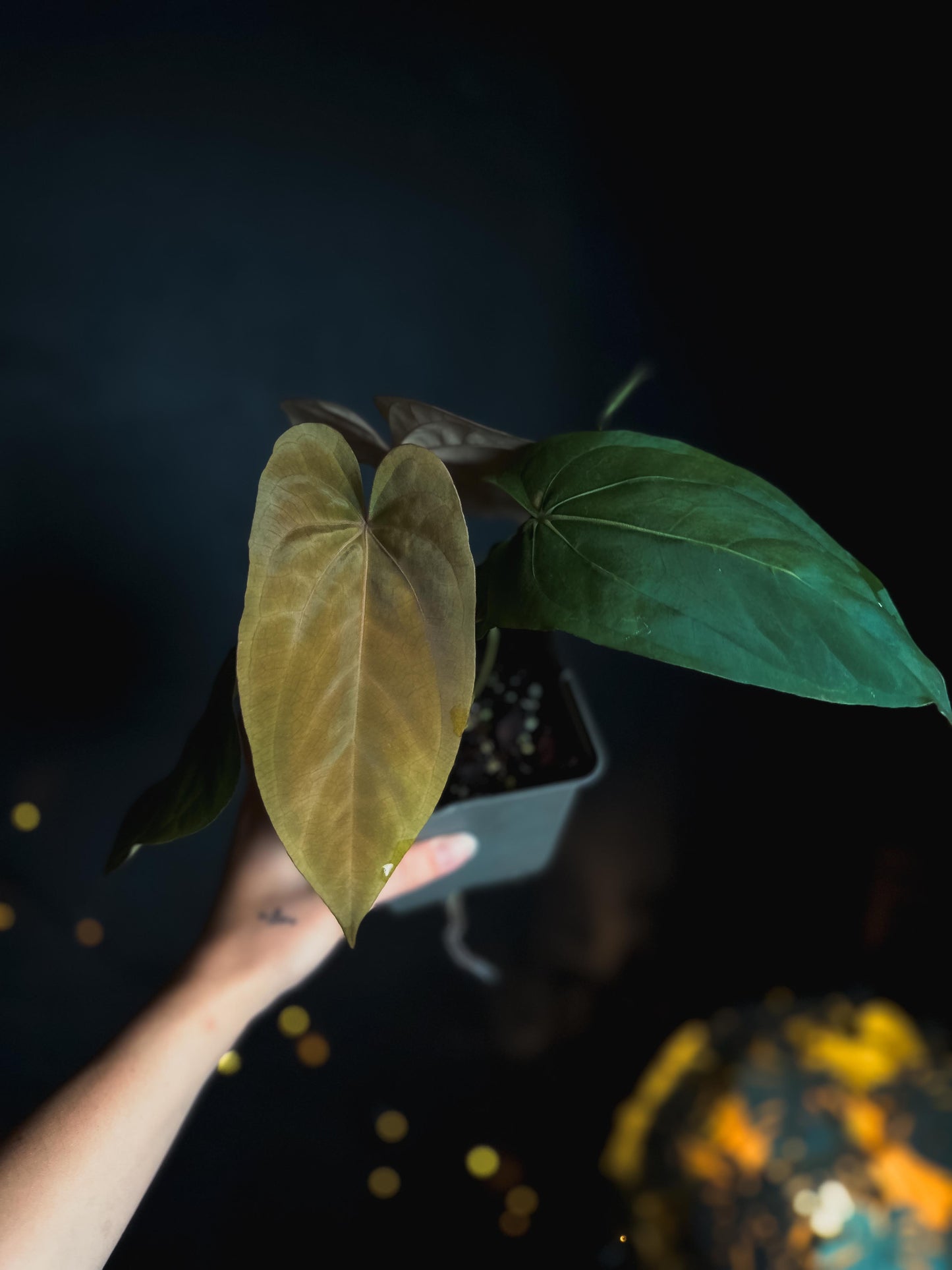 Anthurium dressleri x papillilaminum