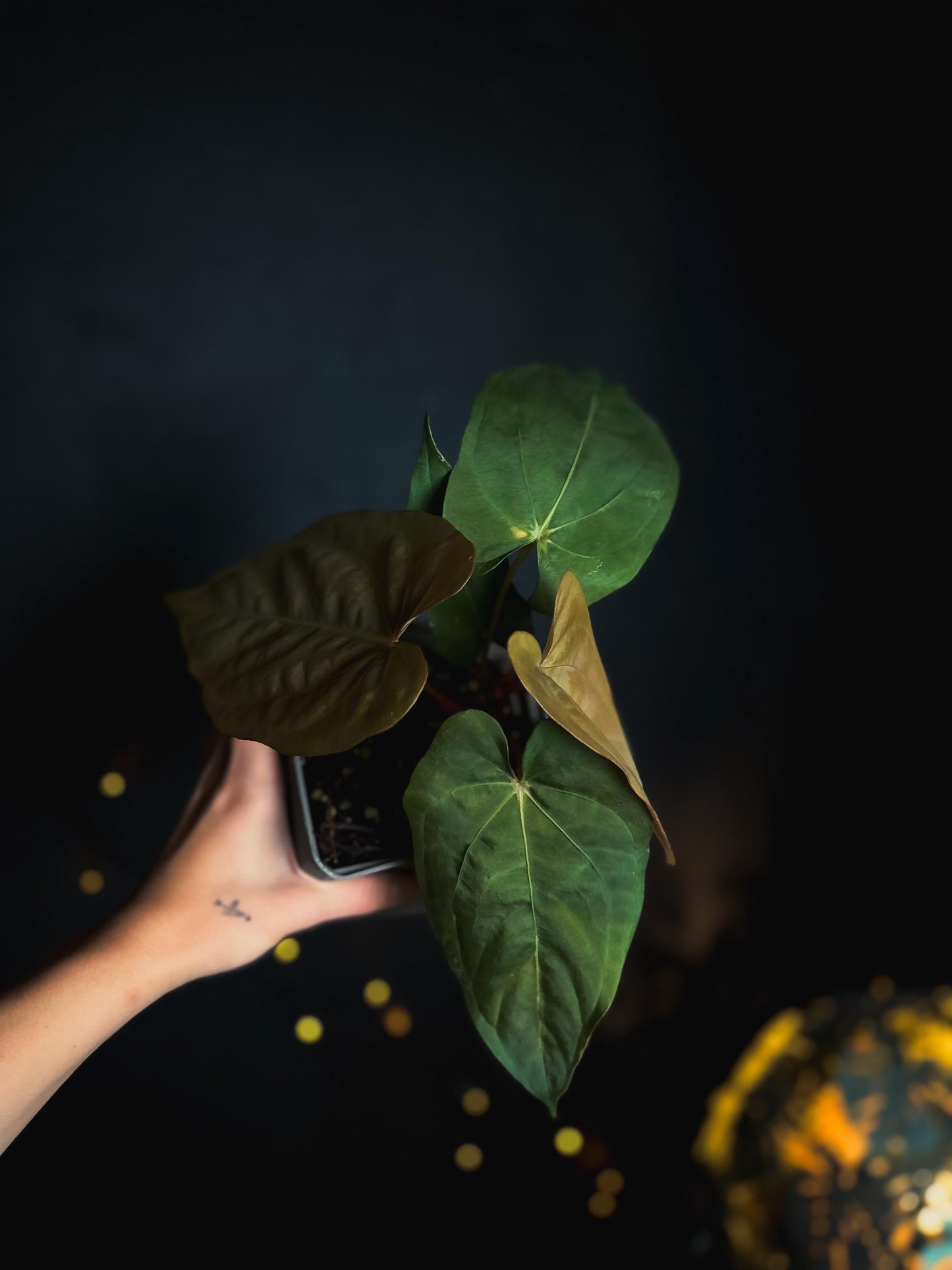 Anthurium dressleri x papillilaminum