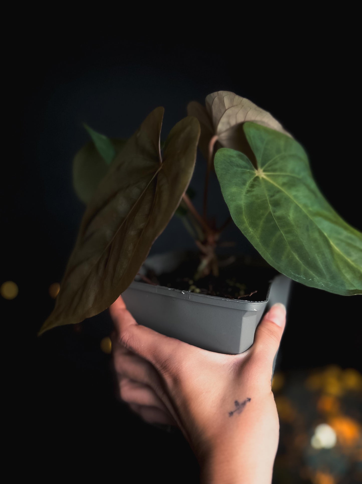 Anthurium dressleri x papillilaminum