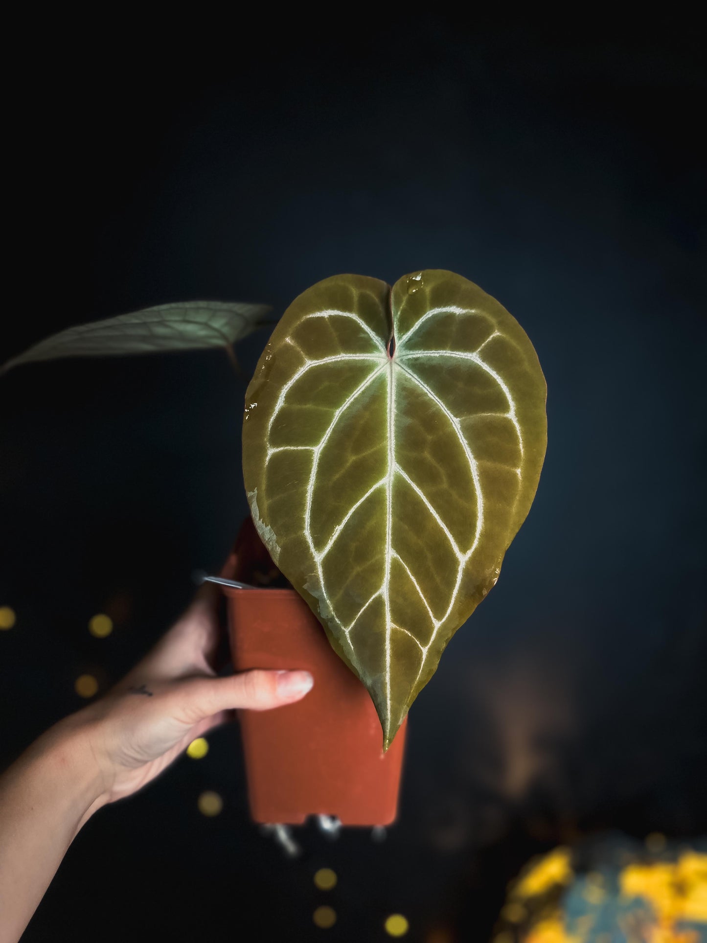 Anthurium Red Crystallinum