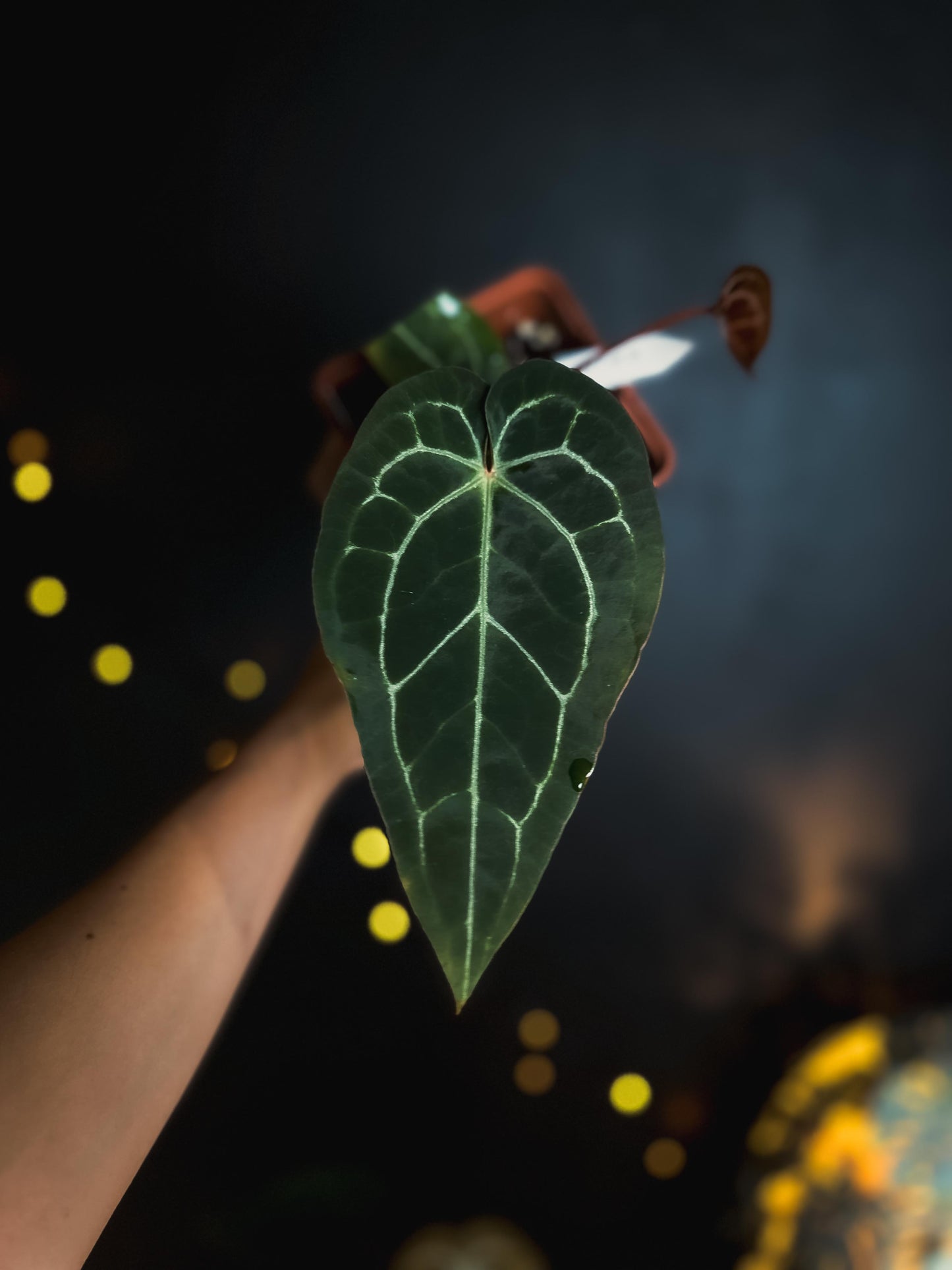 Anthurium Red Crystallinum