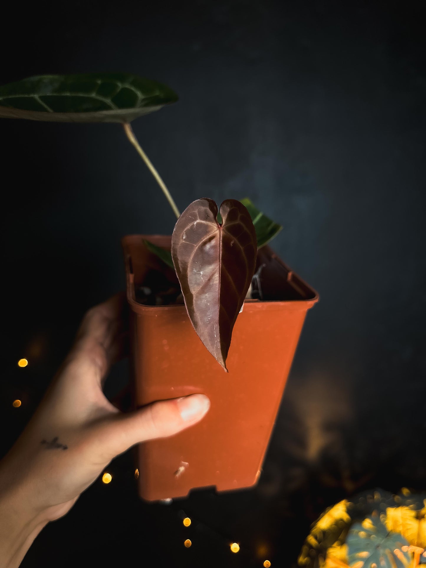 Anthurium Red Crystallinum
