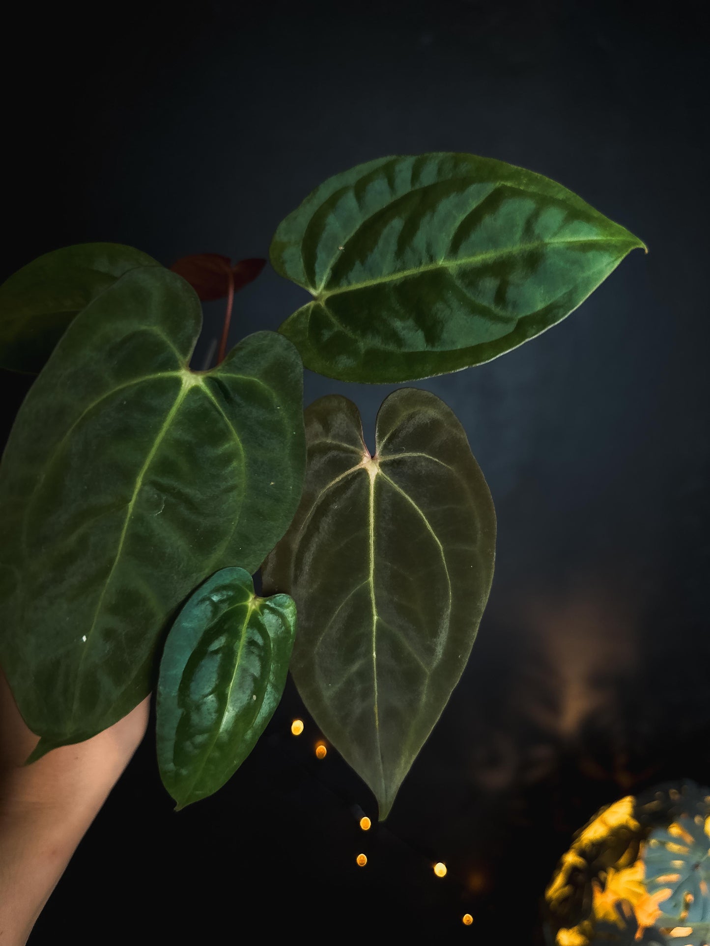 Anthurium Black Venom x RVDP