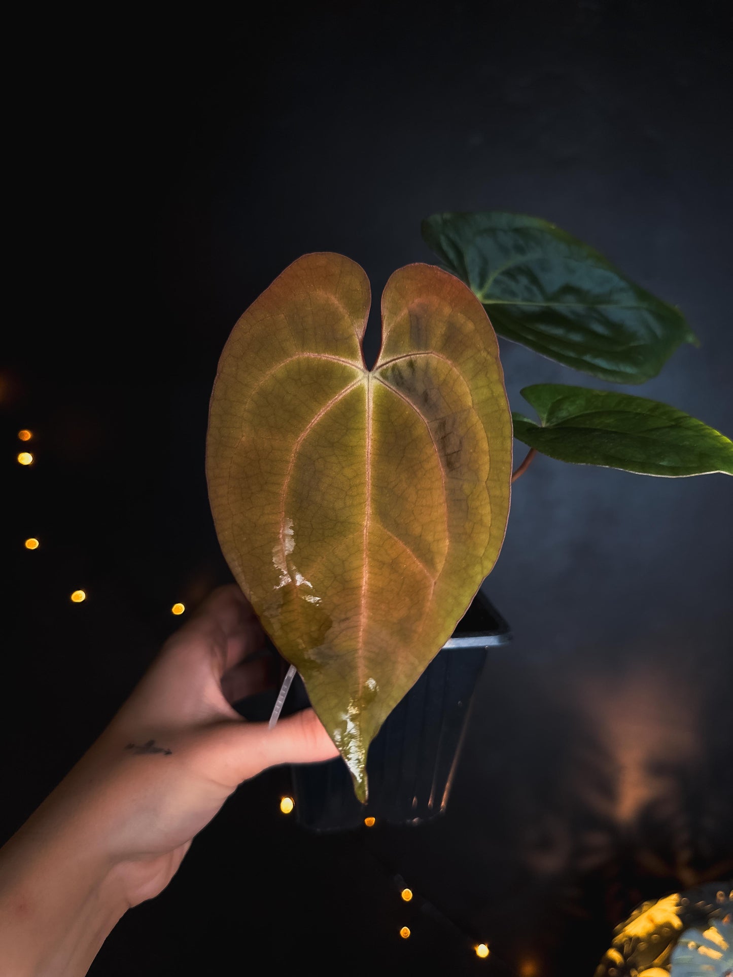 Anthurium Black Venom x RVDP