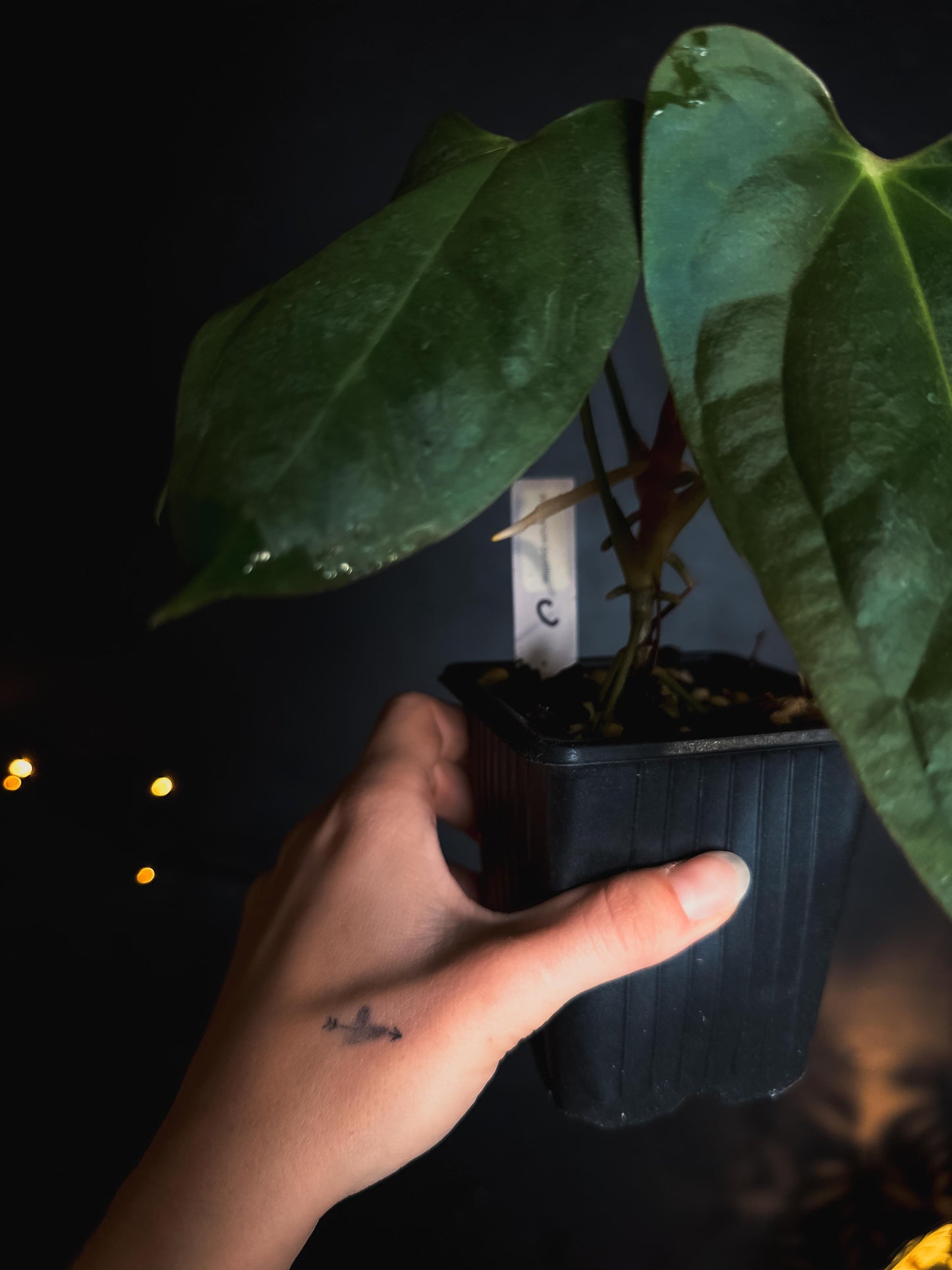 Anthurium Portillae