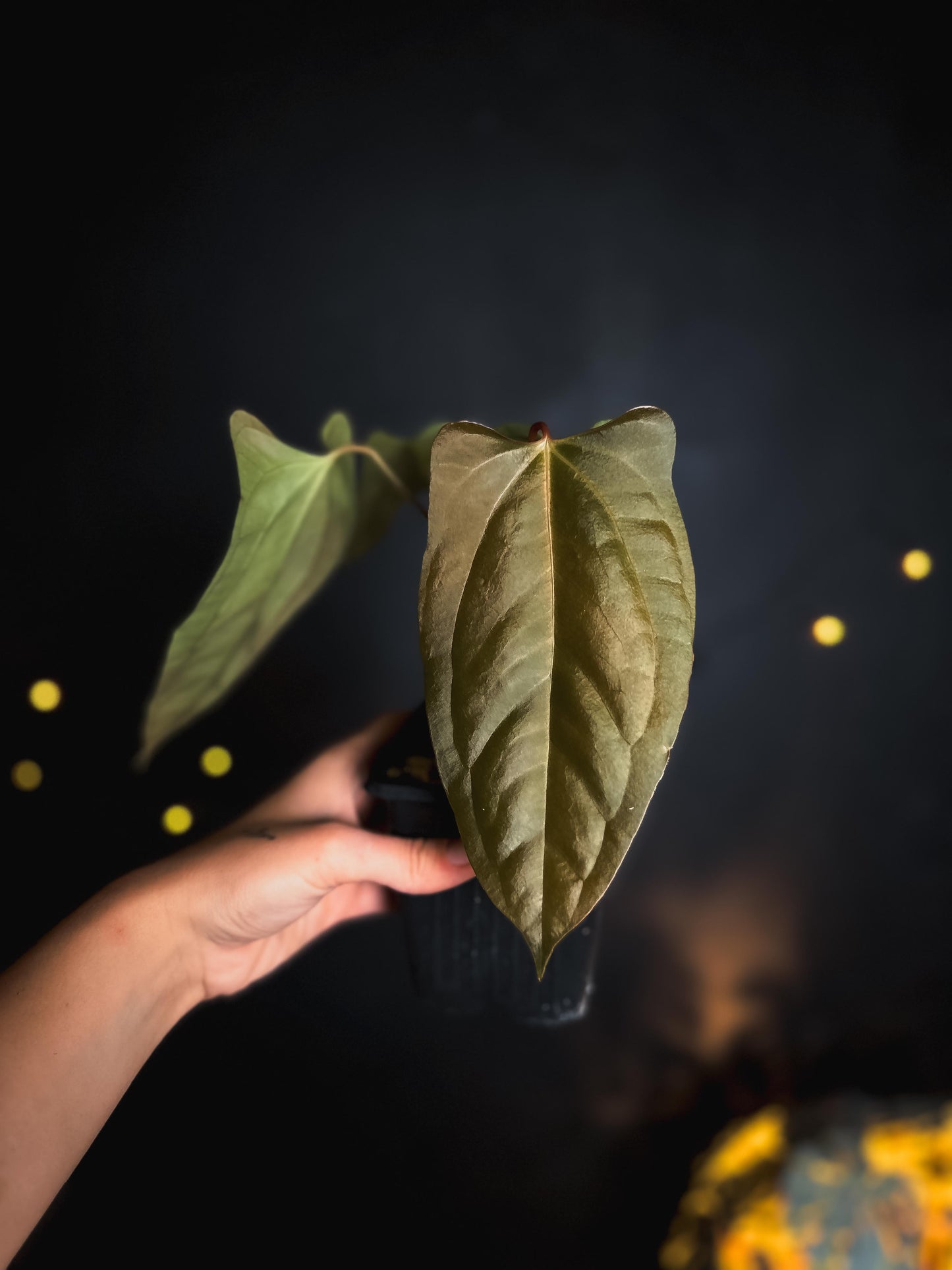 Anthurium Portillae