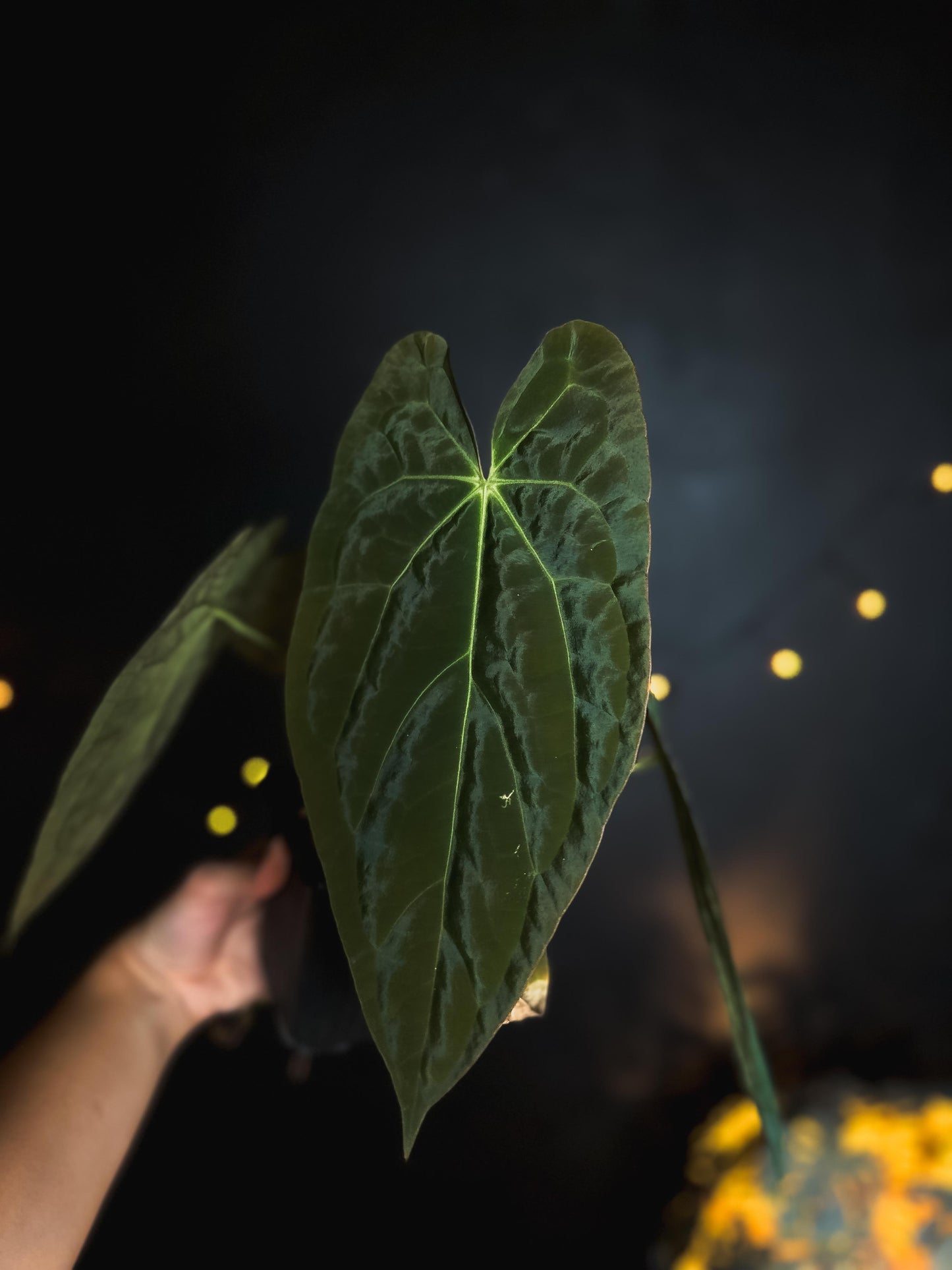 Anthurium 'JINBE' ('Dark Moon' x Papillilaminum)