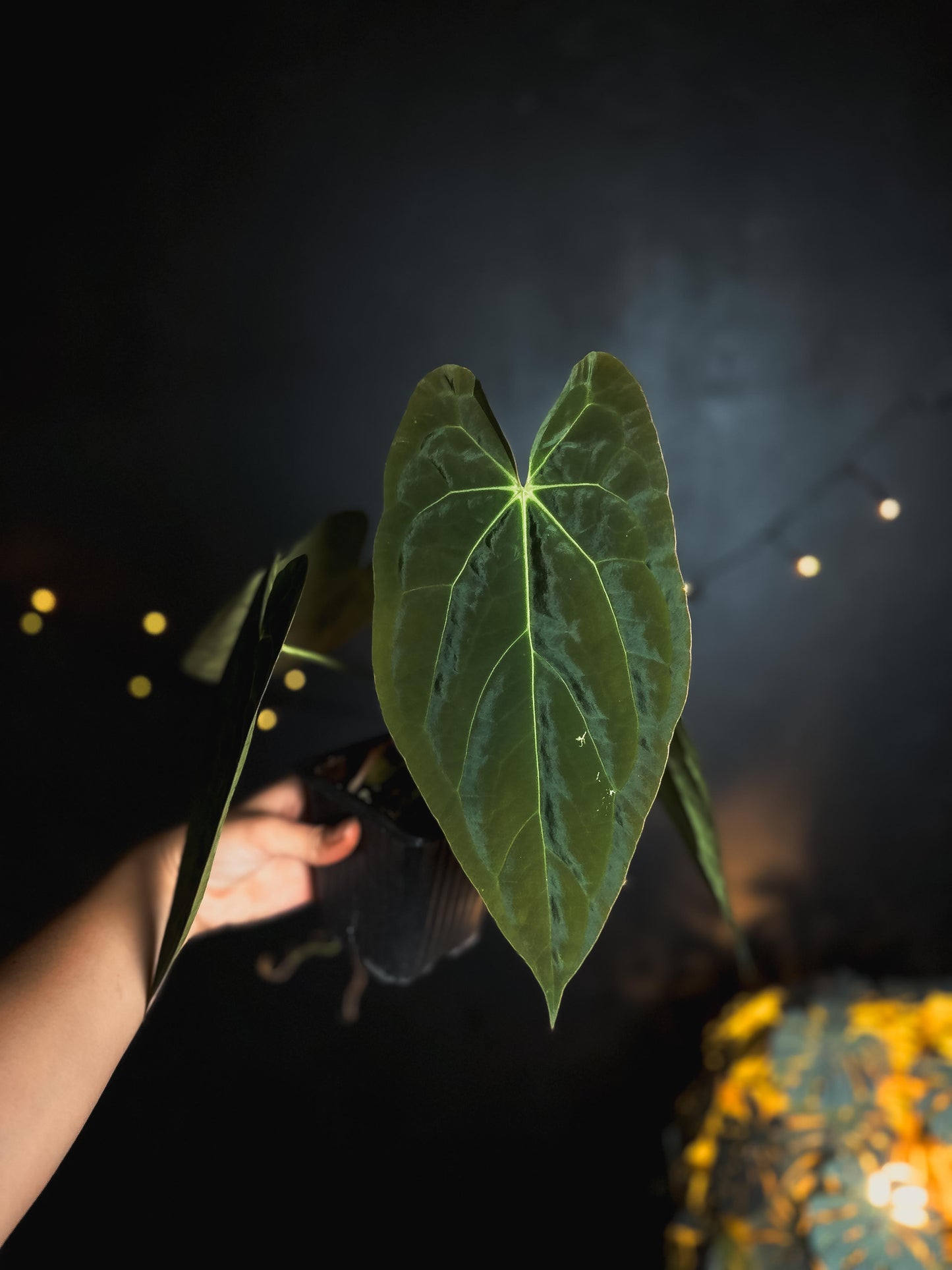 Anthurium 'JINBE' ('Dark Moon' x Papillilaminum)