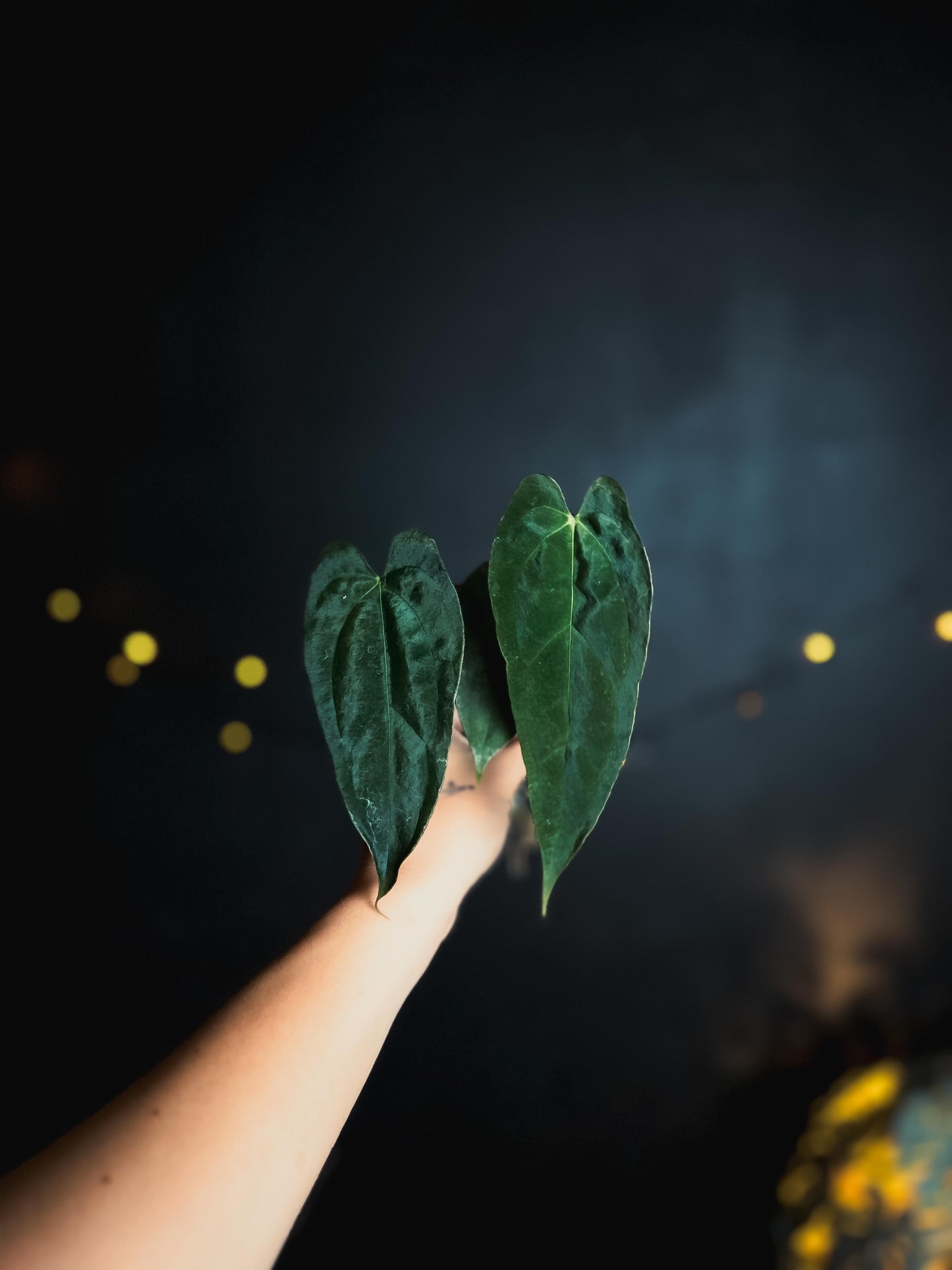Anthurium 'JINBE' ('Dark Moon' x Papillilaminum)