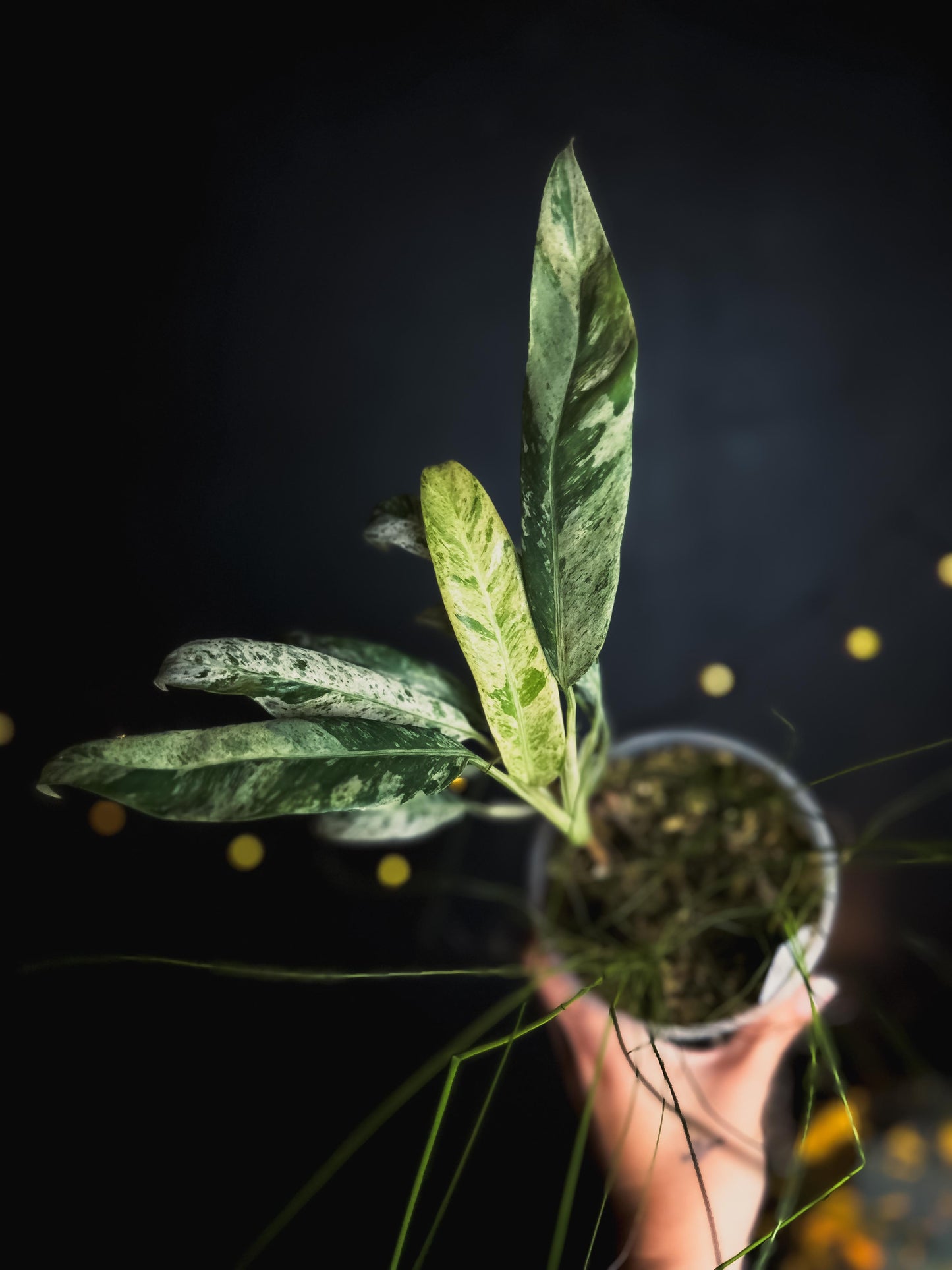 Epipremnum giganteum marble / mint