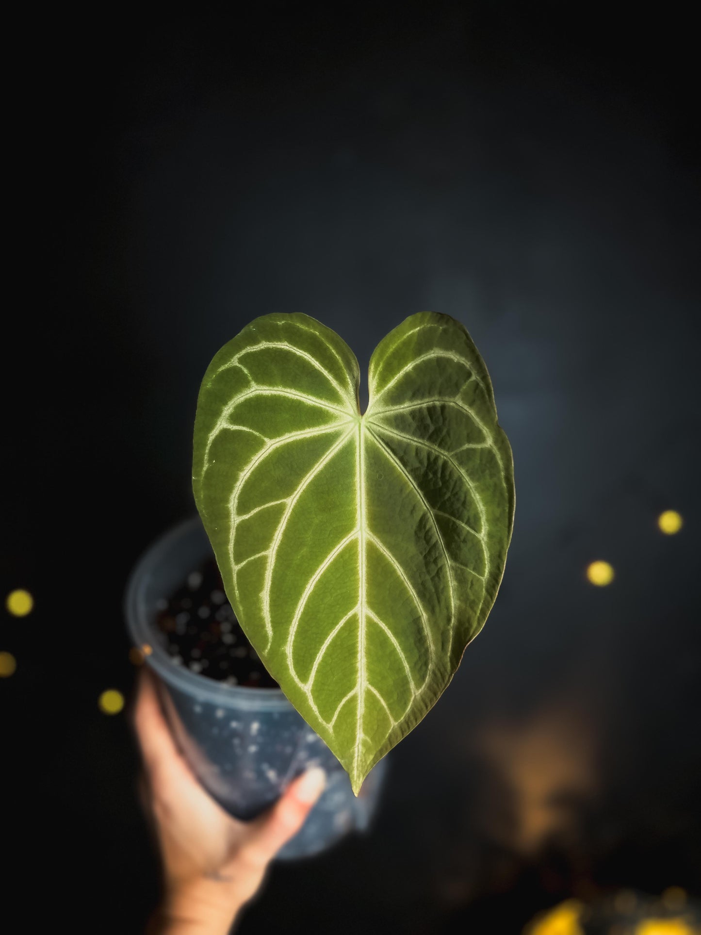 Anthurium Magnificum 'Jackie' Stripey - Big size