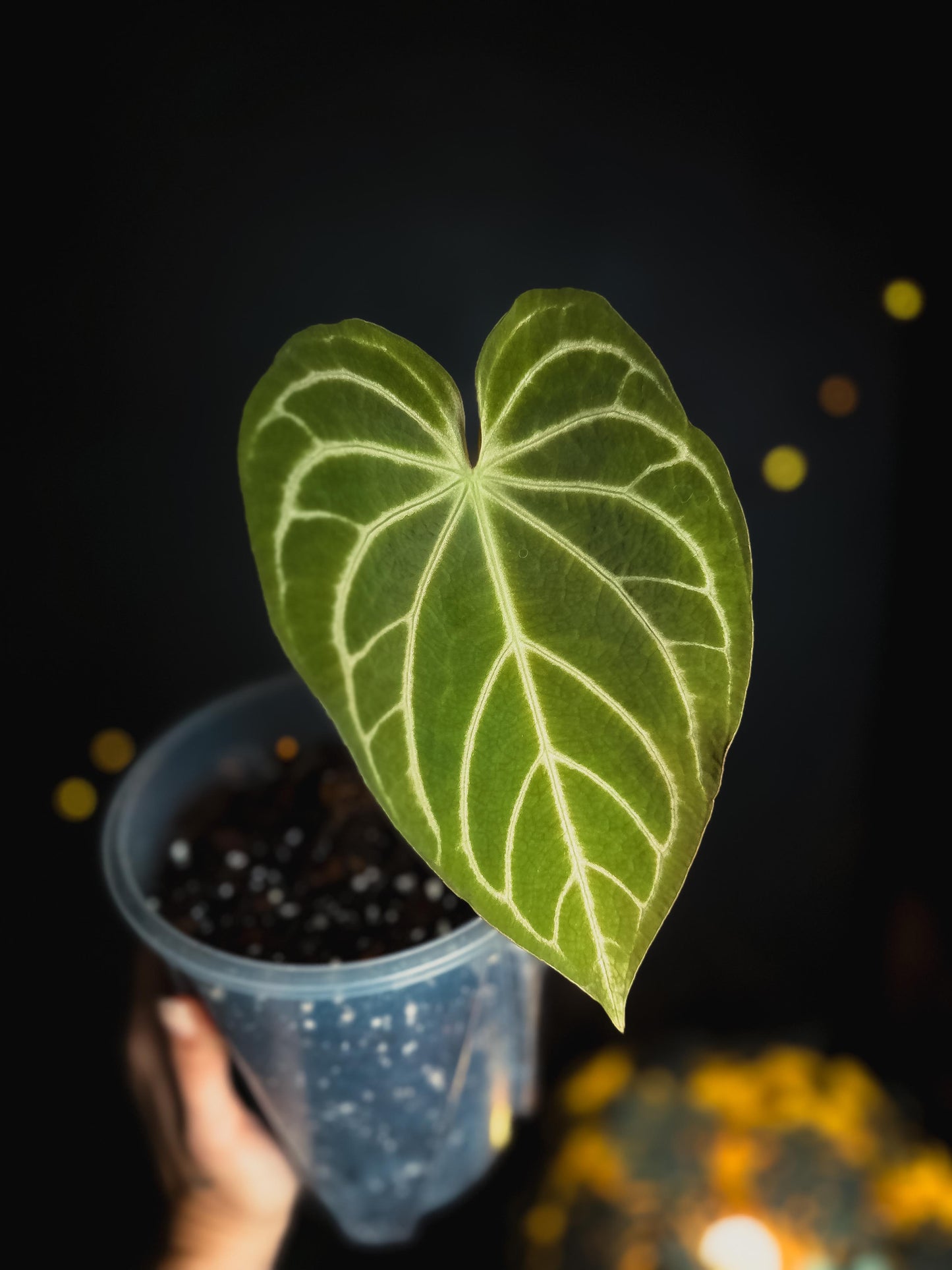 Anthurium Magnificum 'Jackie' Stripey - Big size