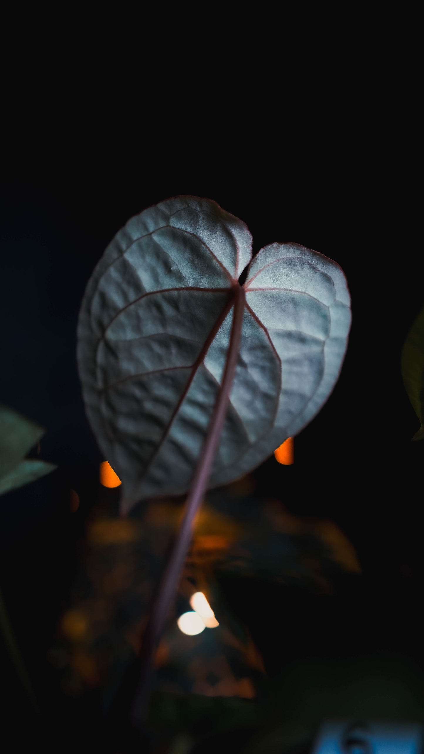 Anthurium Red Crystallinum
