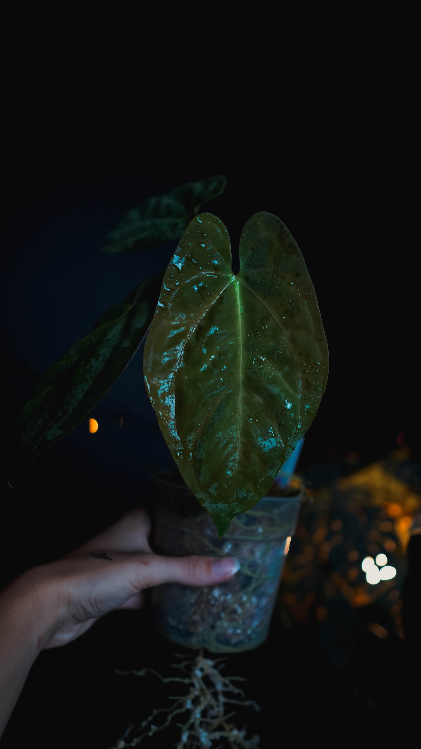 Anthurium Mahameru