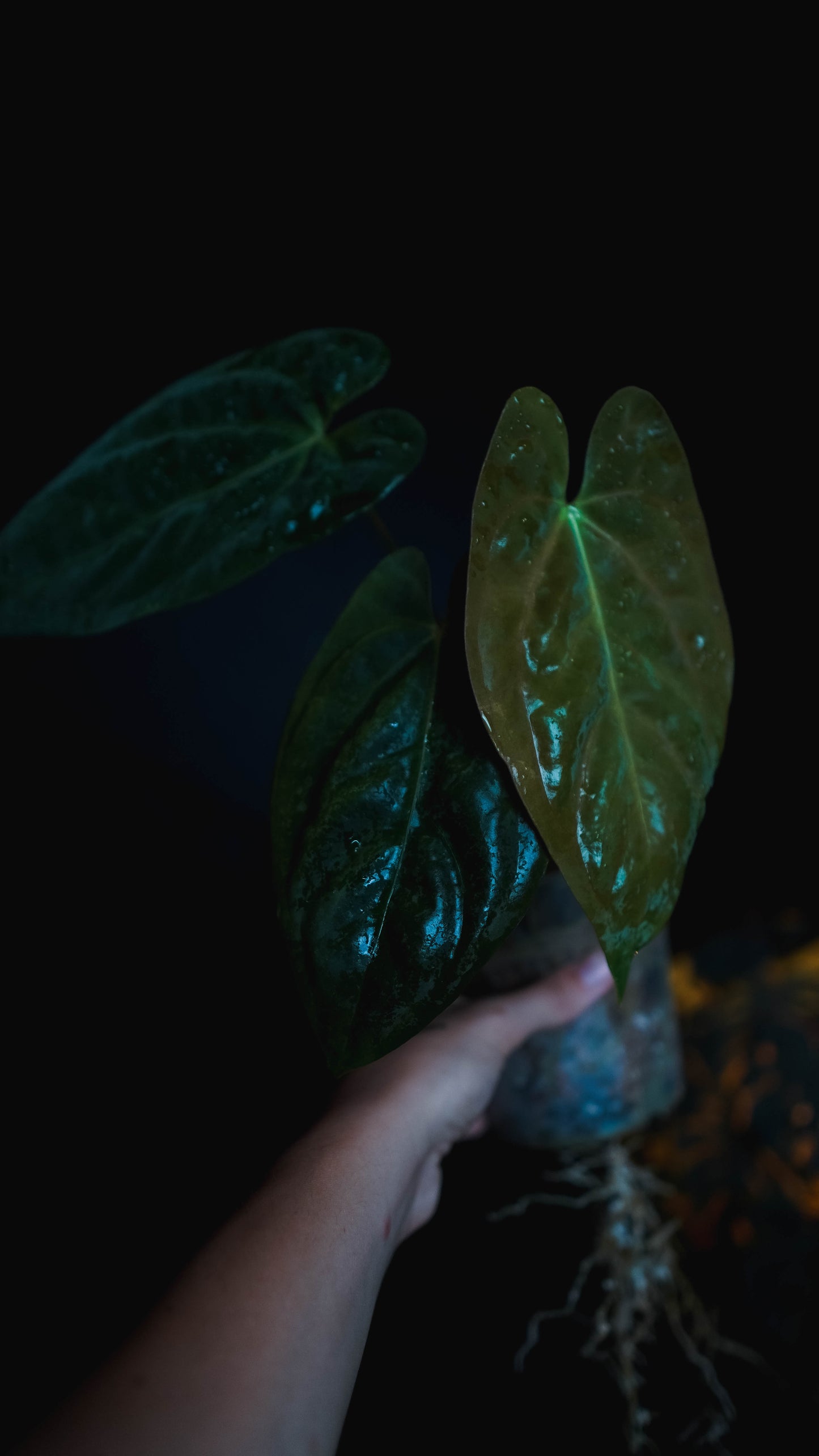 Anthurium Mahameru