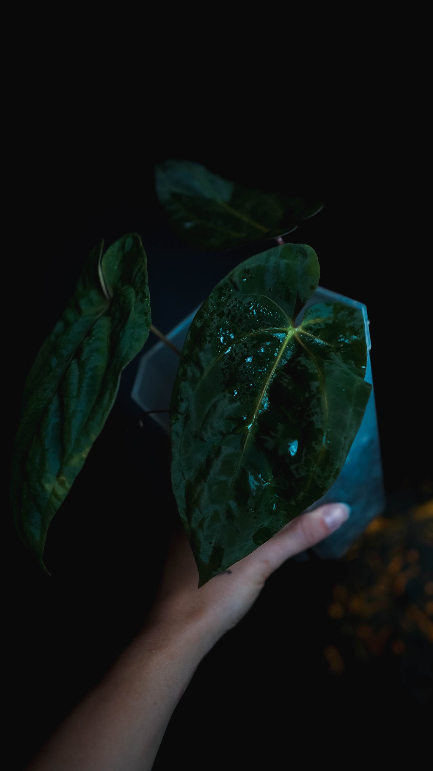 Anthurium Mahameru