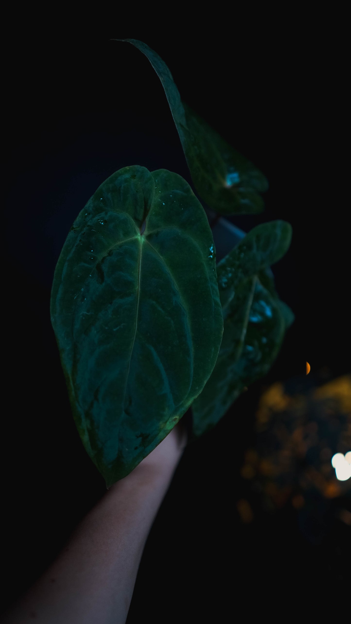 Anthurium Mahameru