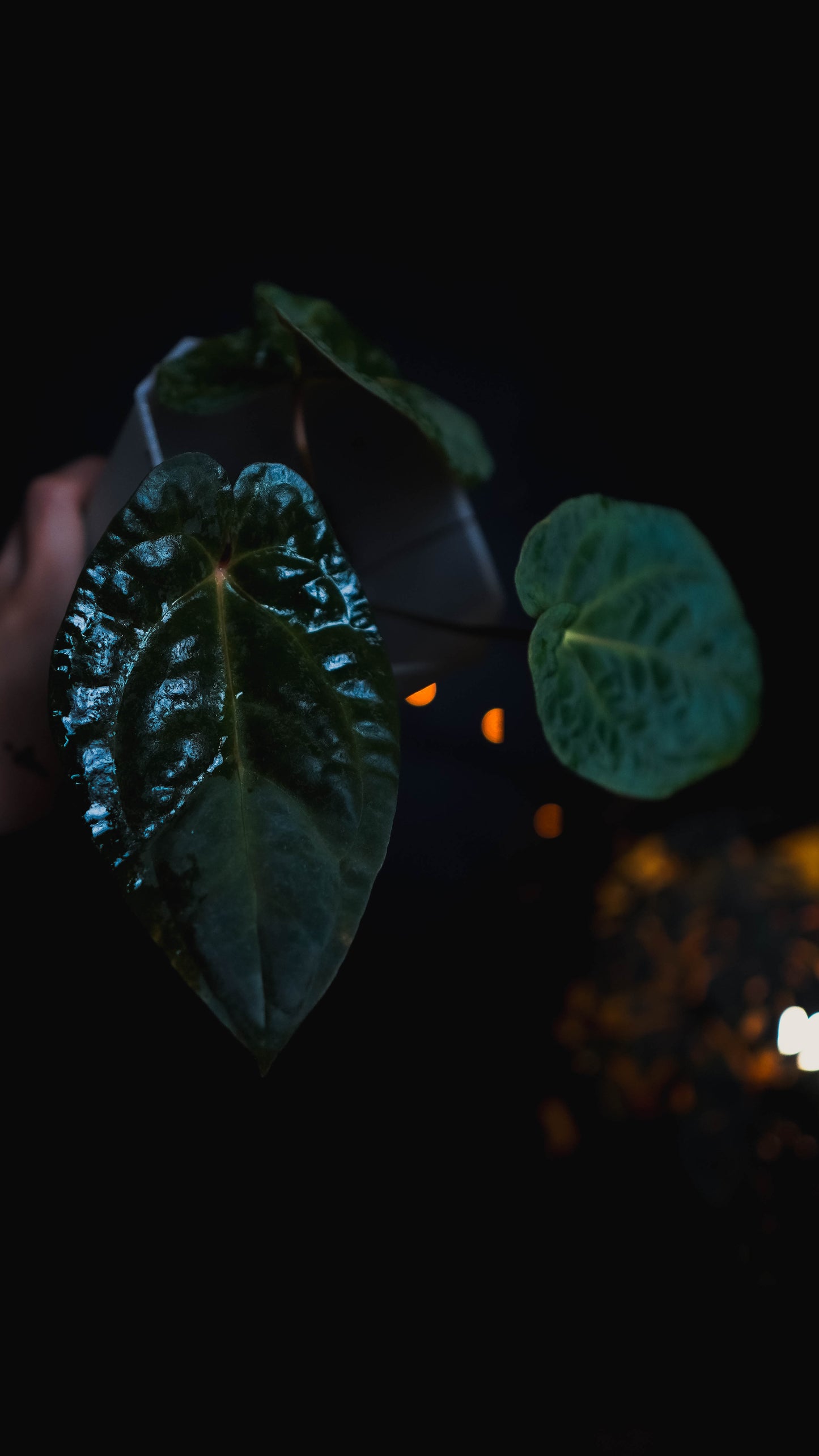 Anthurium Mahameru