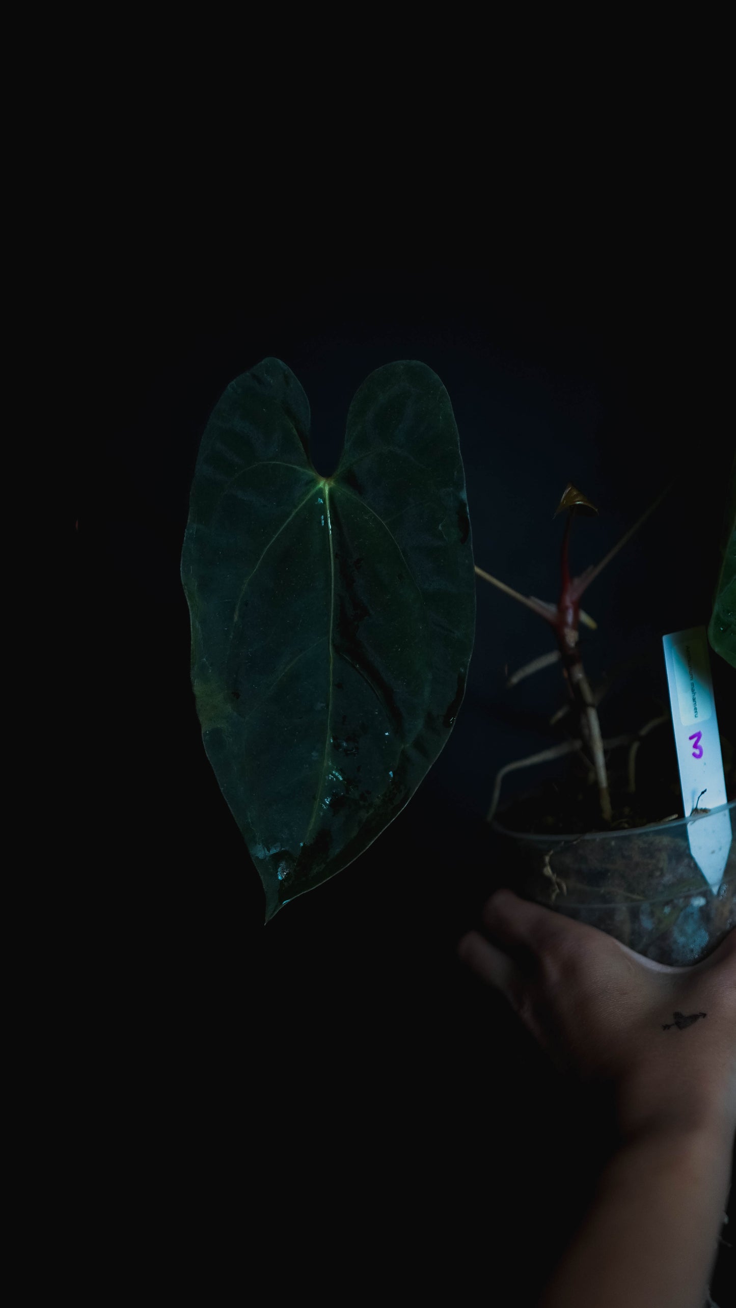 Anthurium Mahameru
