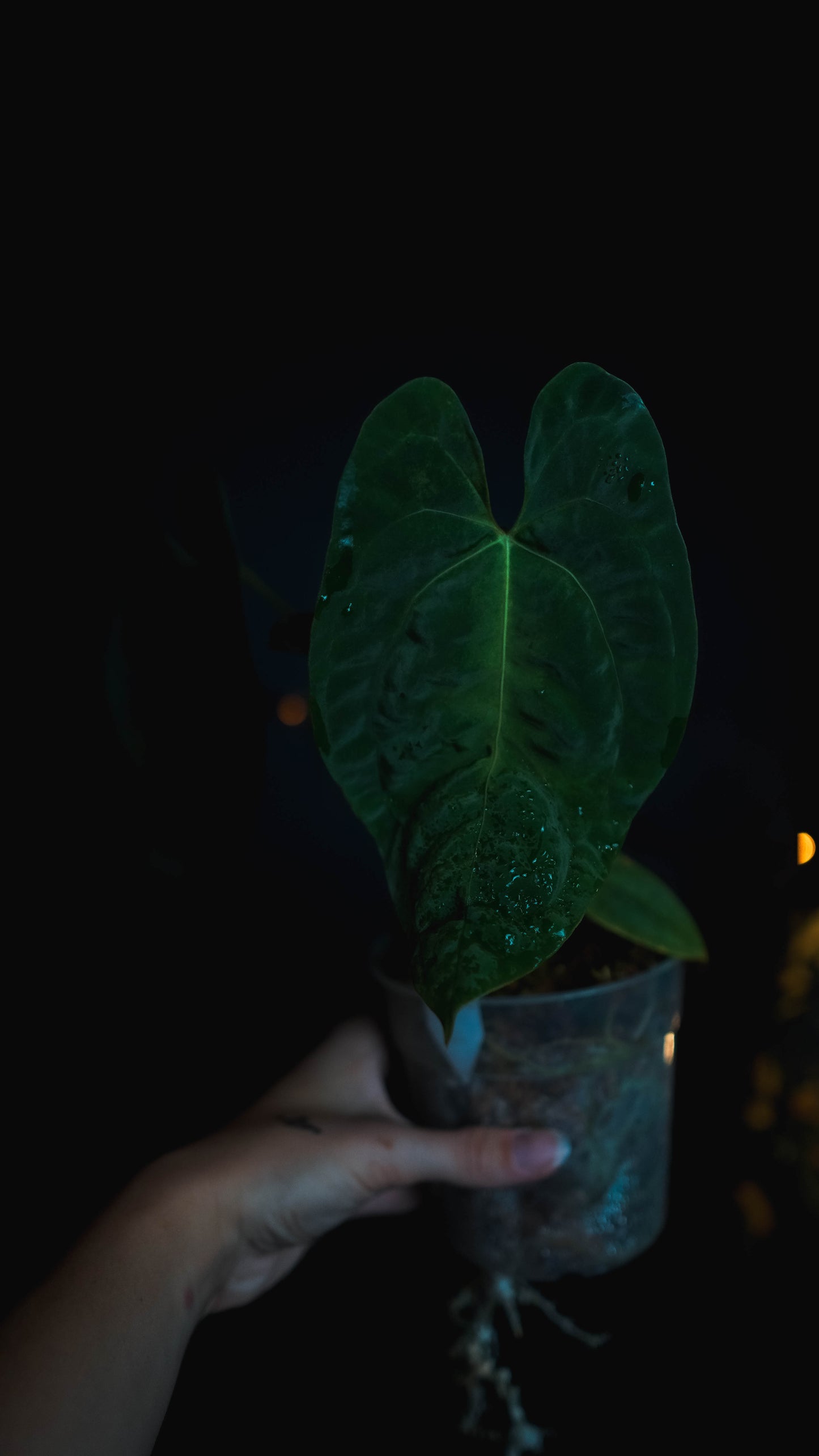Anthurium Mahameru