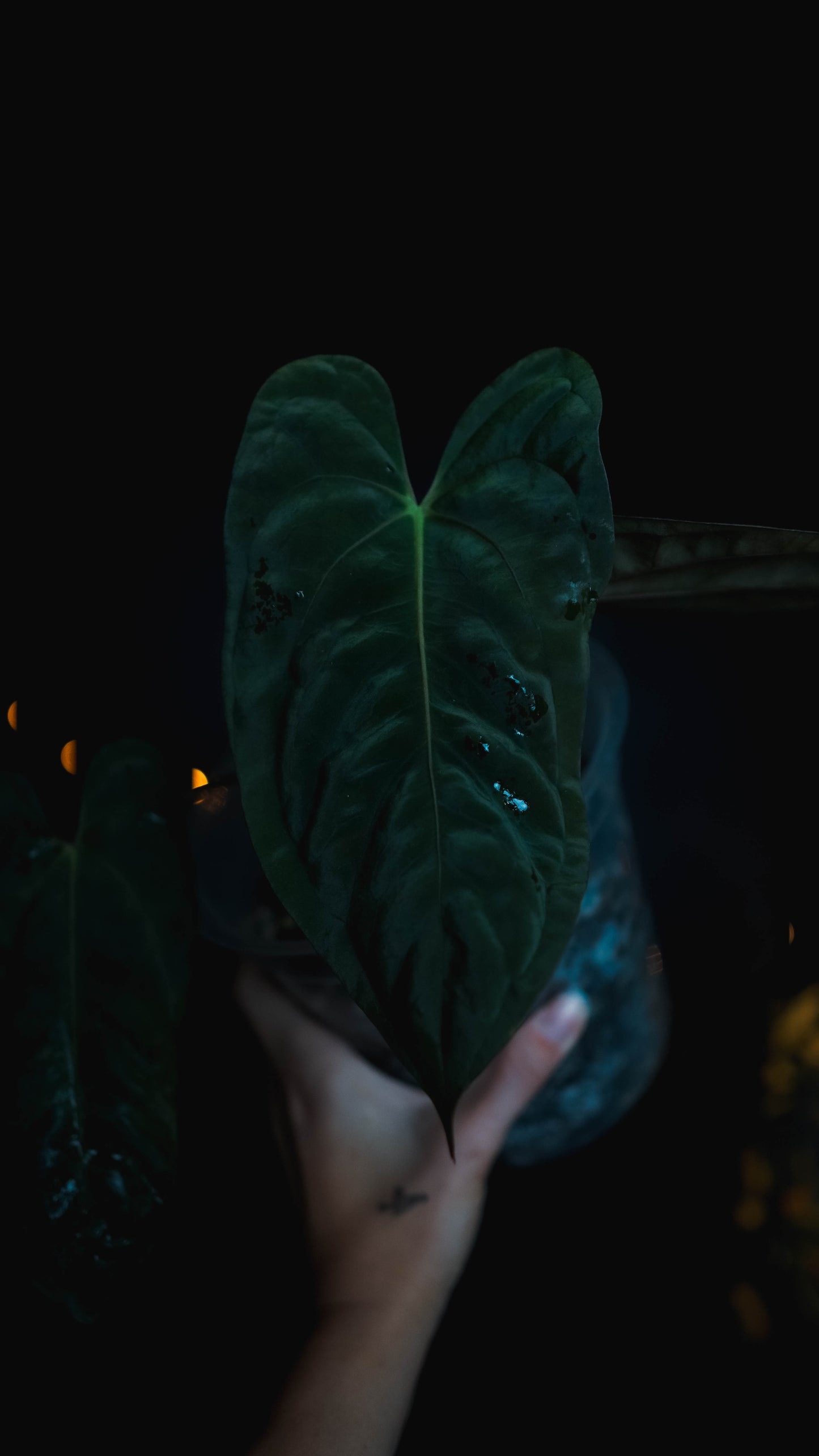 Anthurium Mahameru