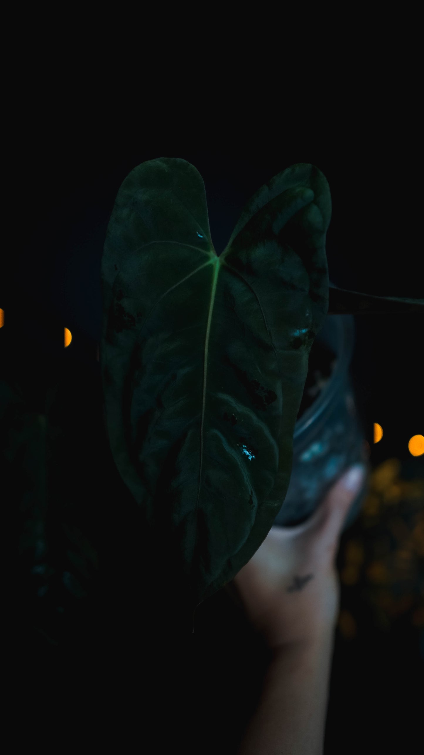 Anthurium Mahameru