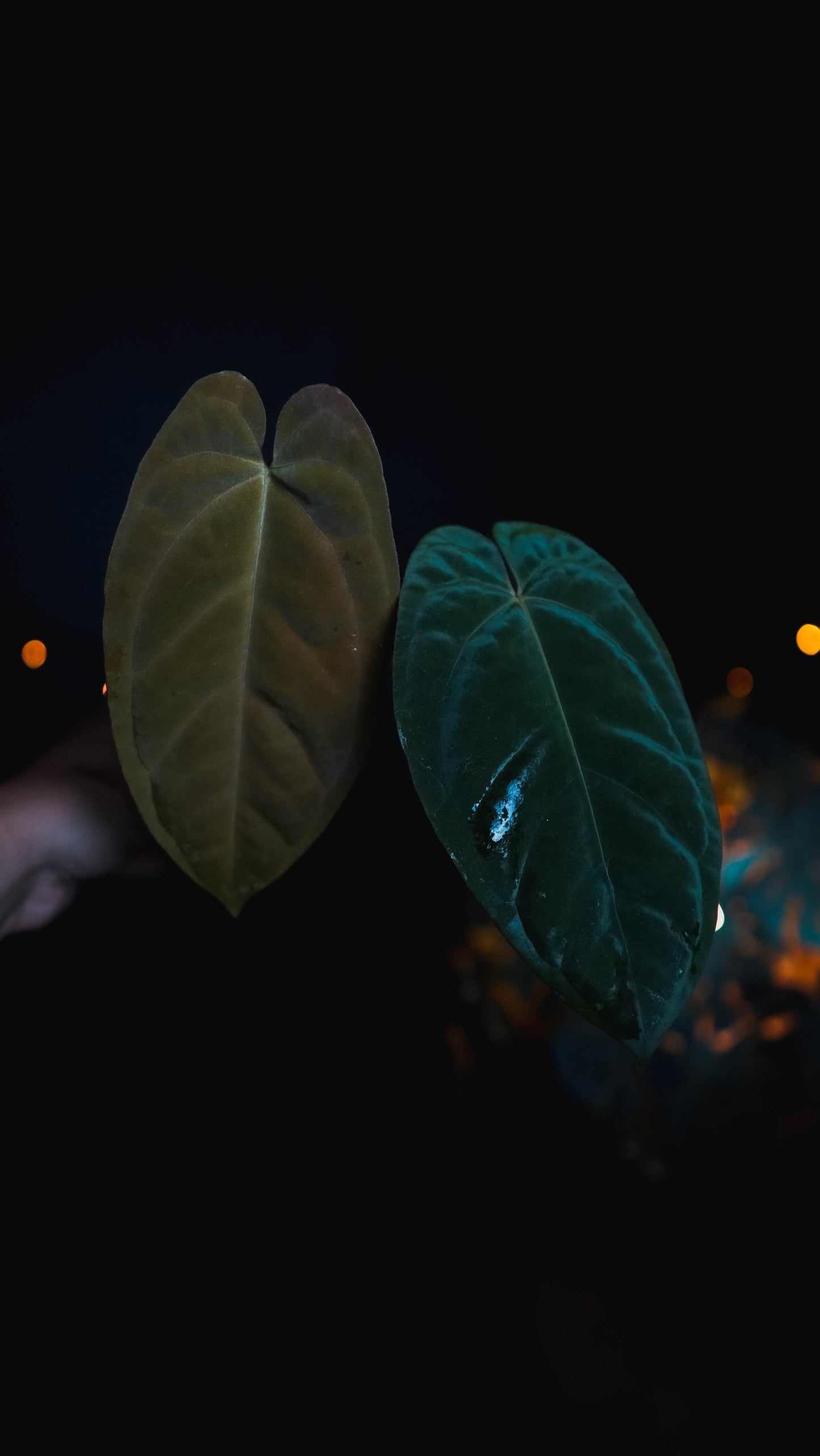 Anthurium Mahameru