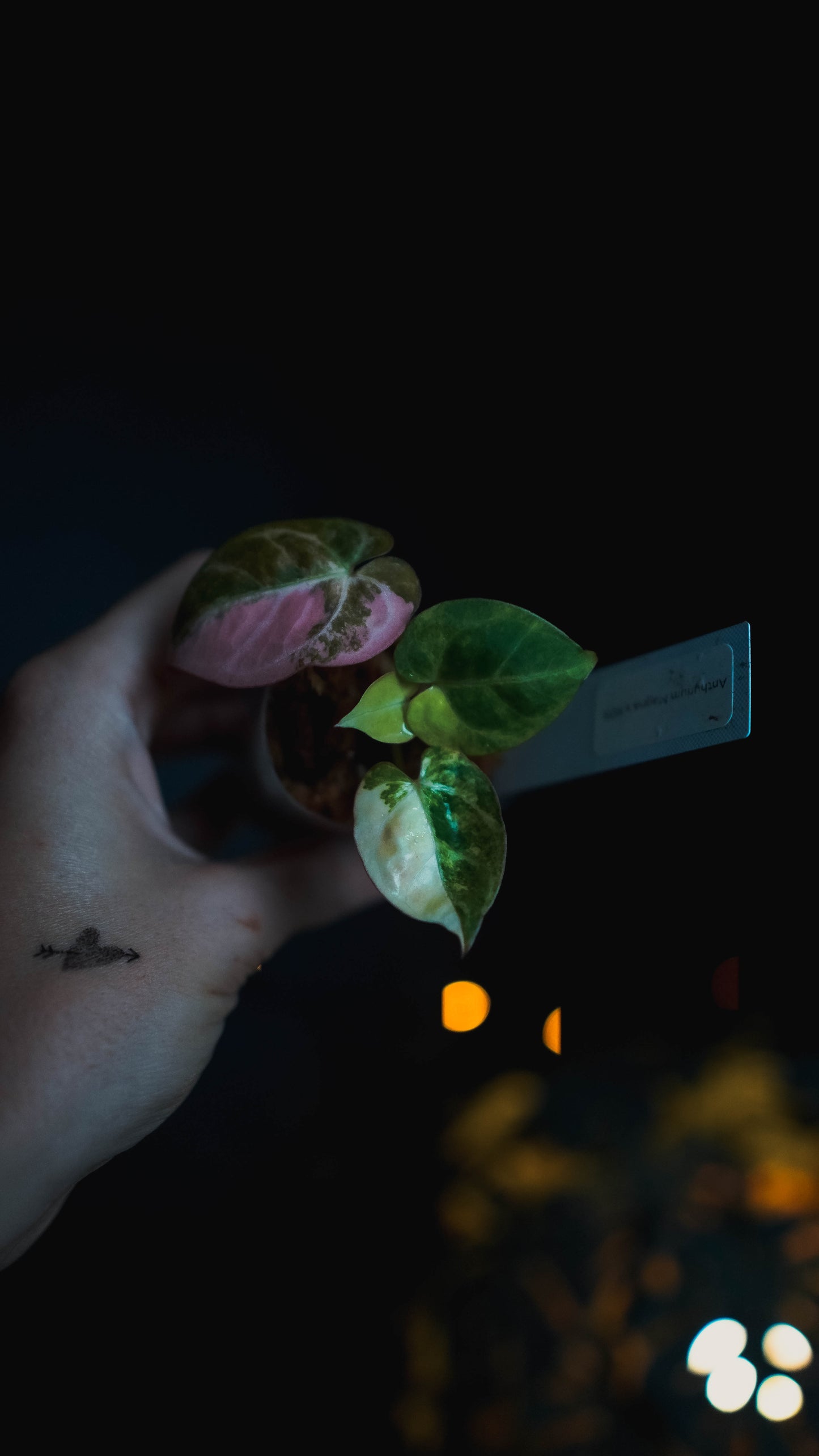 Anthurium Magna x KOS variegata