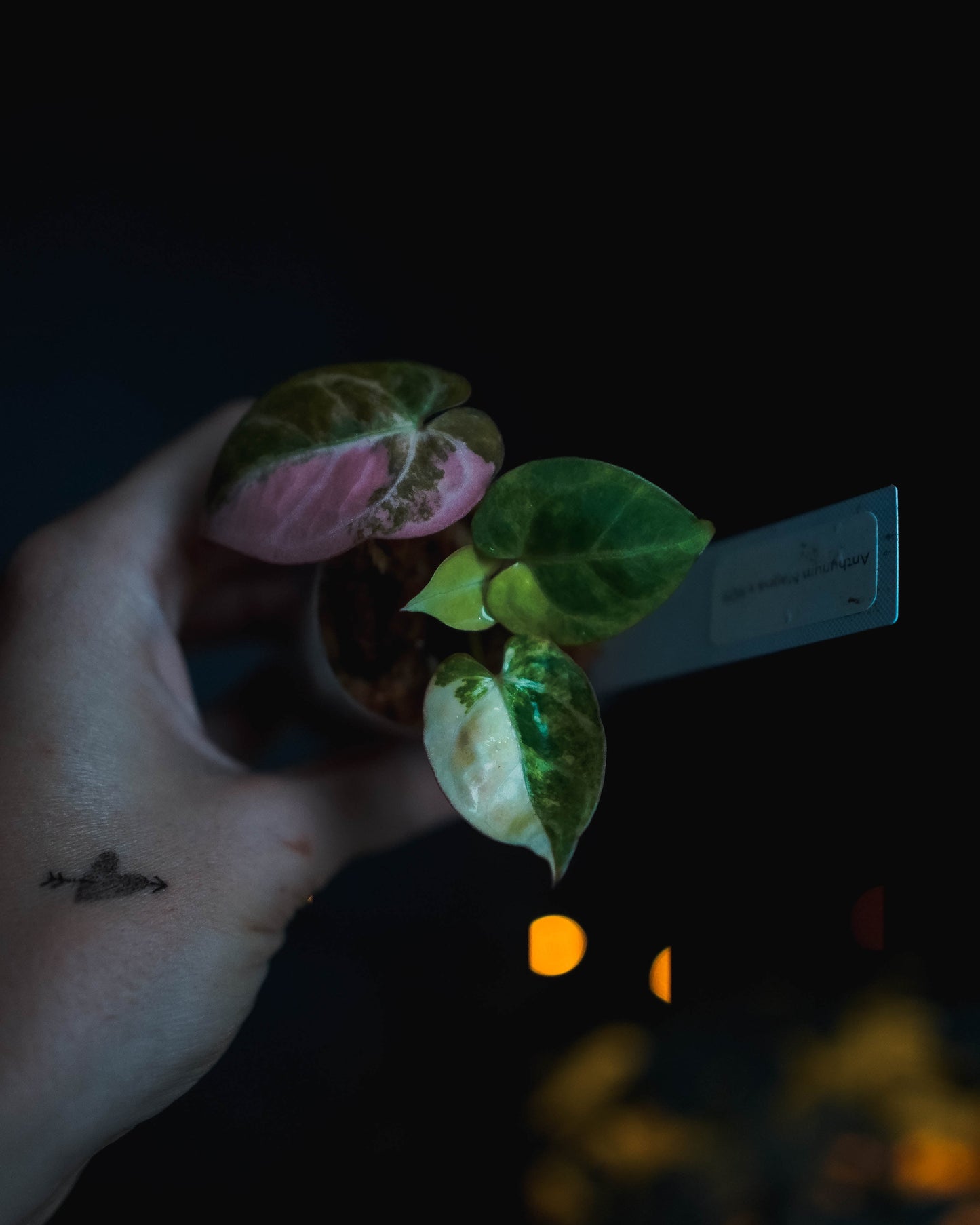 Anthurium Magna x KOS variegata