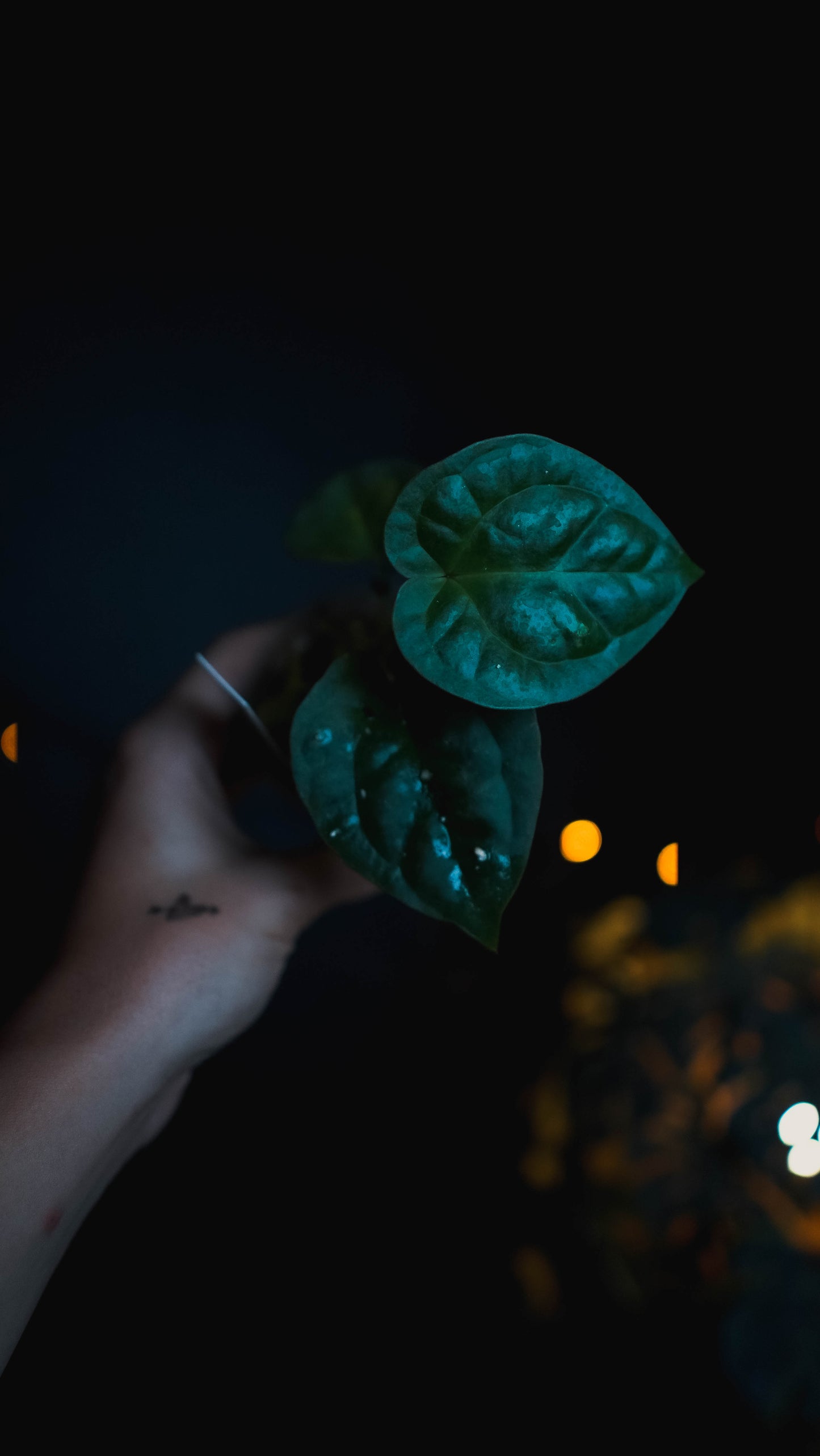 Anthurium 'DUSK' ('Dark Moon' x Luxurians)