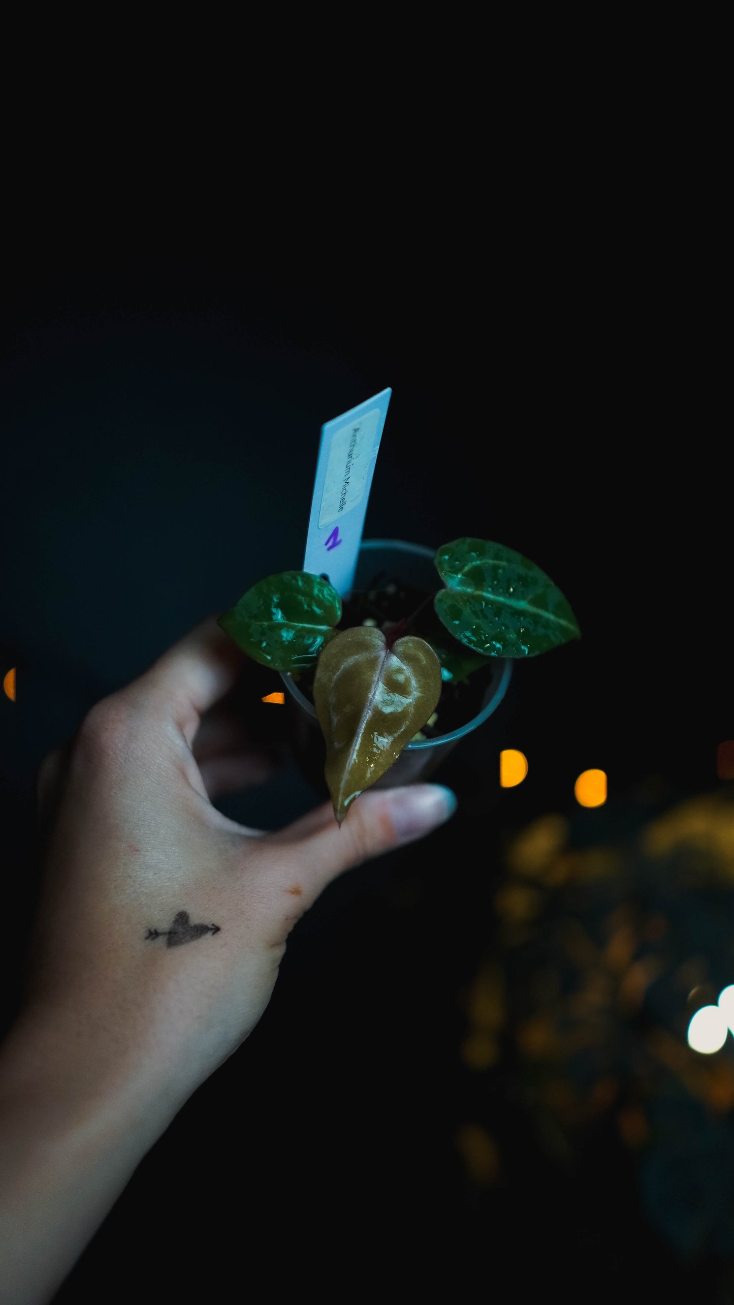 Anthurium Michelle x self