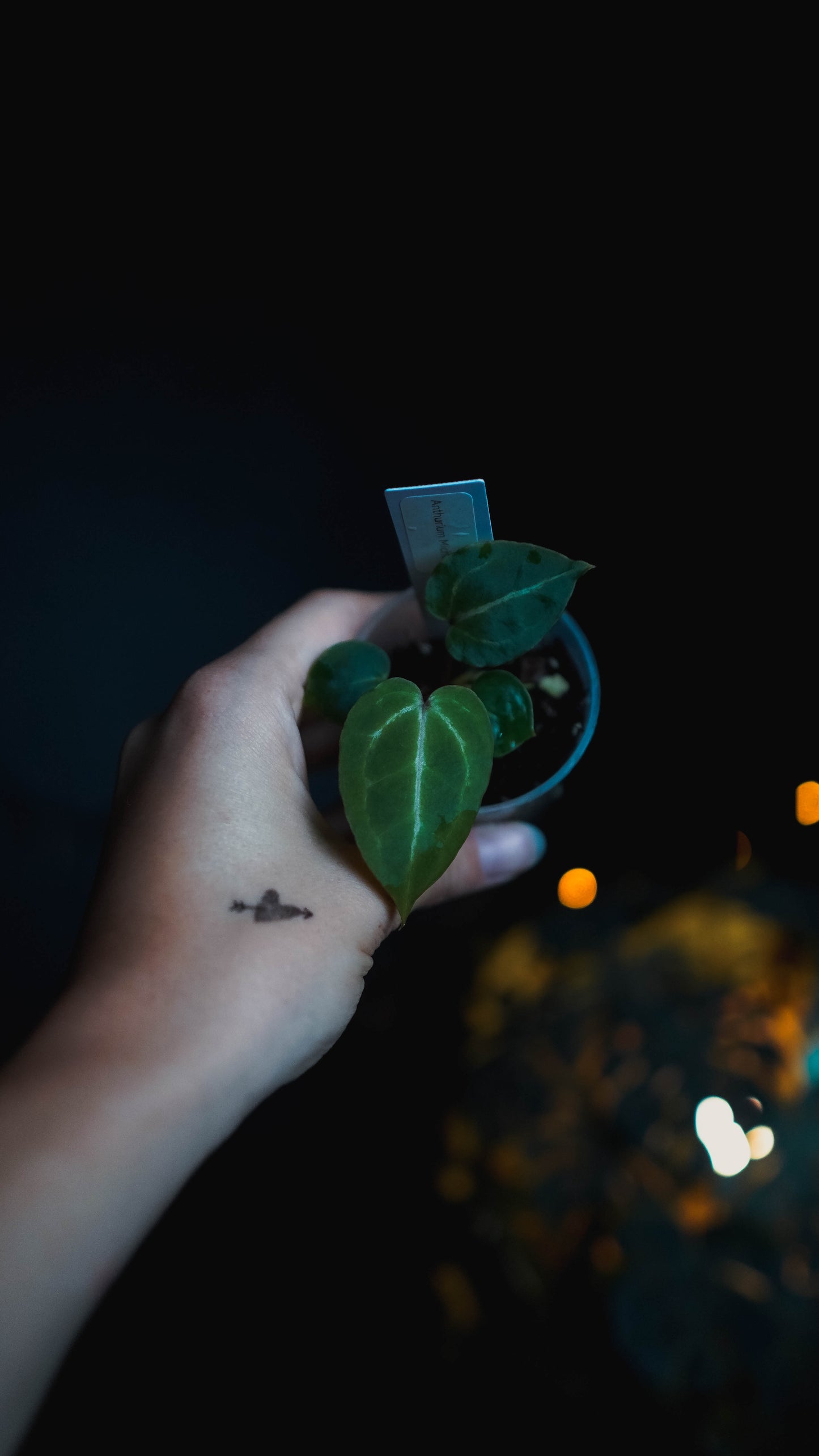 Anthurium Michelle x self