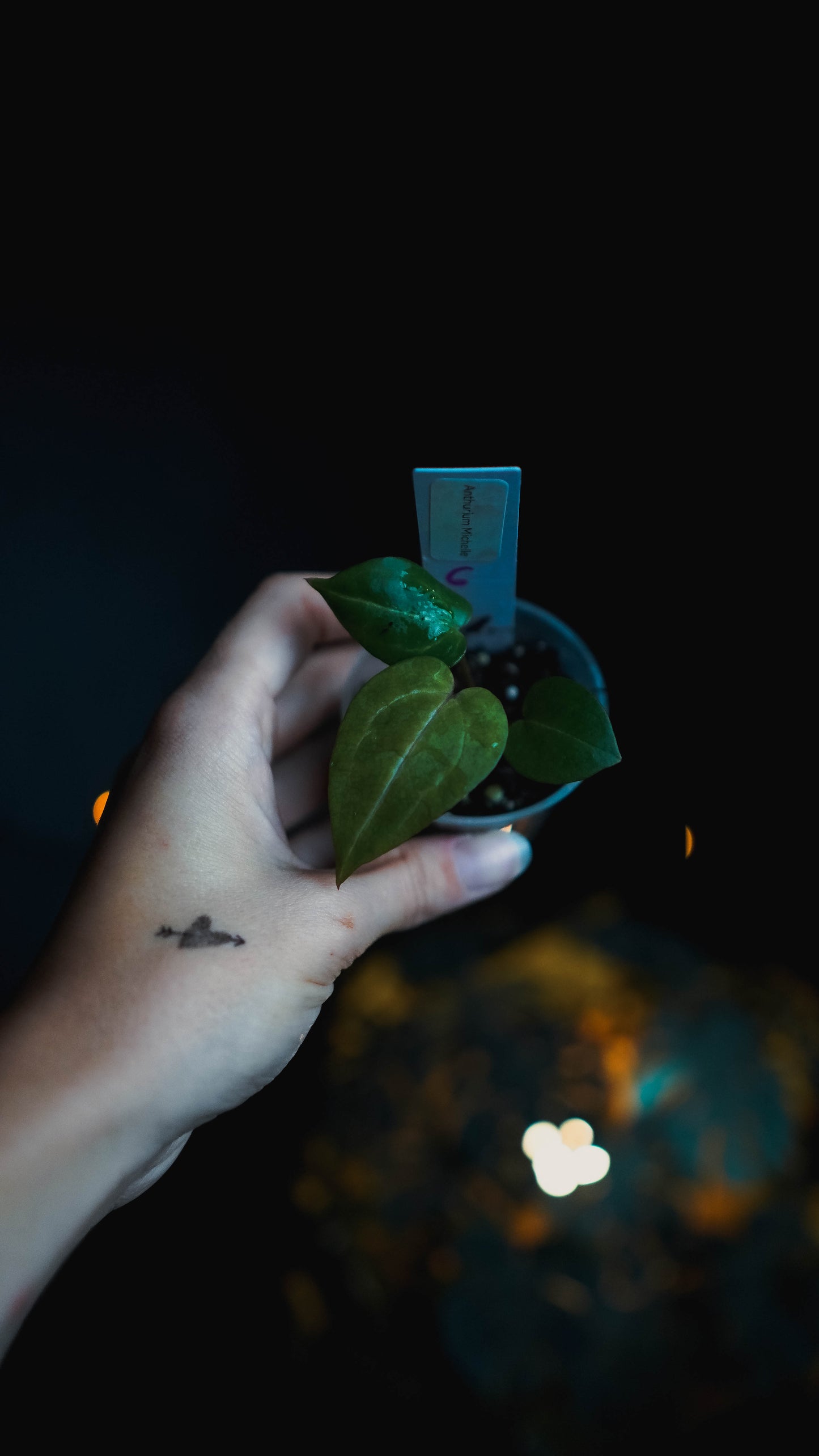 Anthurium Michelle x self