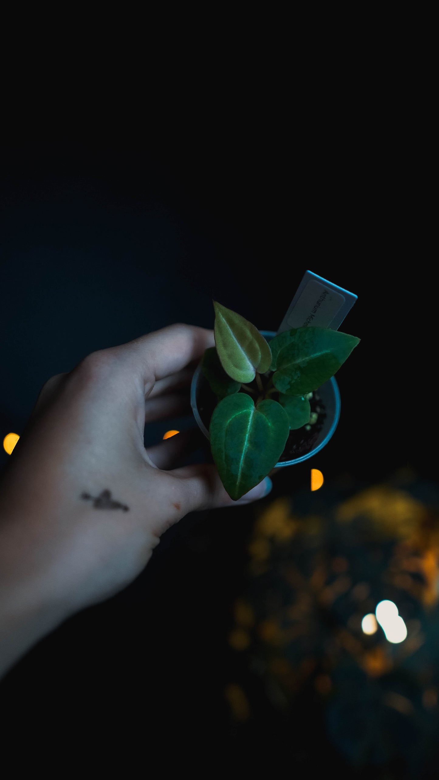 Anthurium Michelle x self